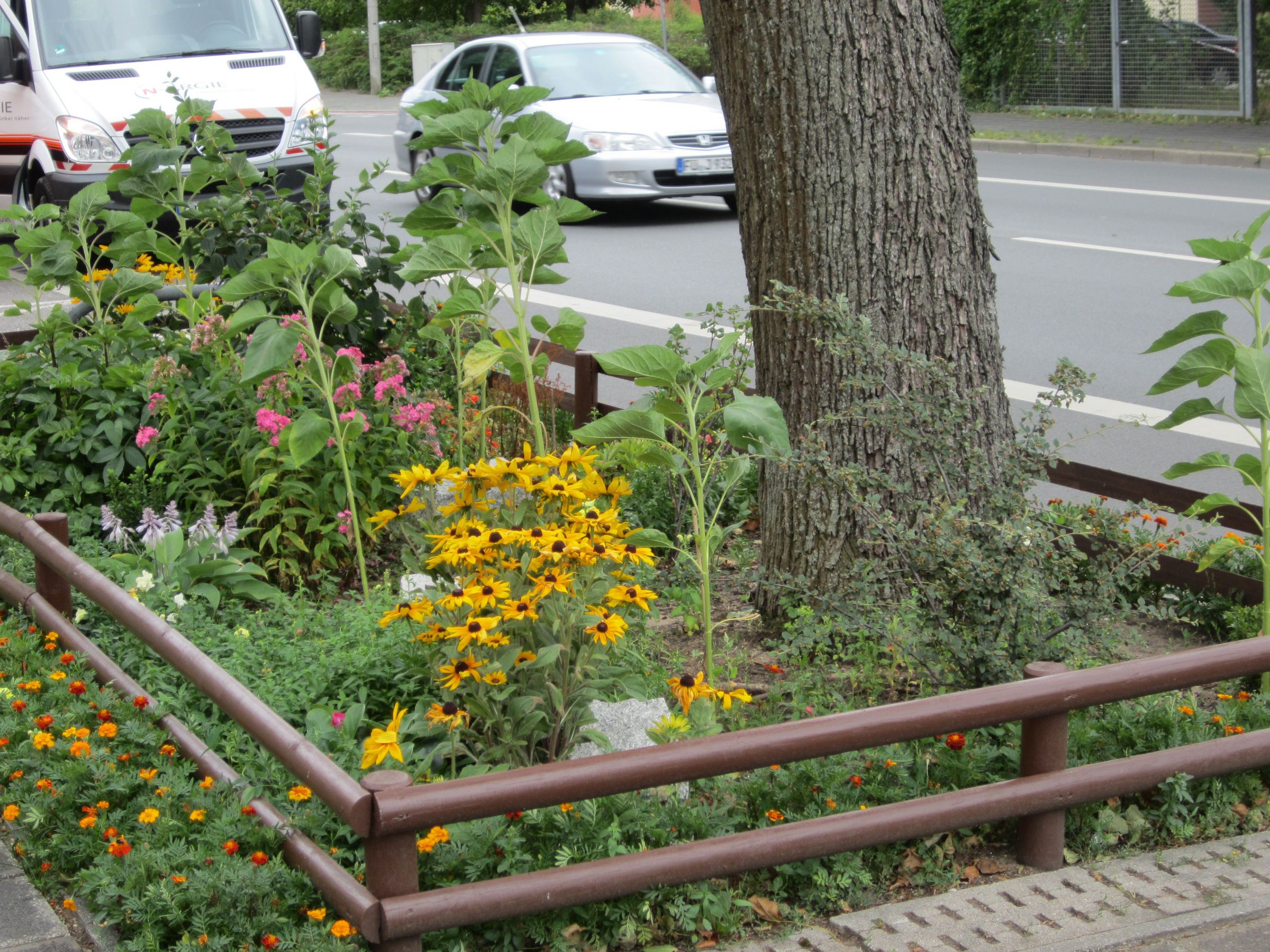Stadtbaum-Patenschaft: Ein Beet mit bunten Blumen unter einem Straßenbaum