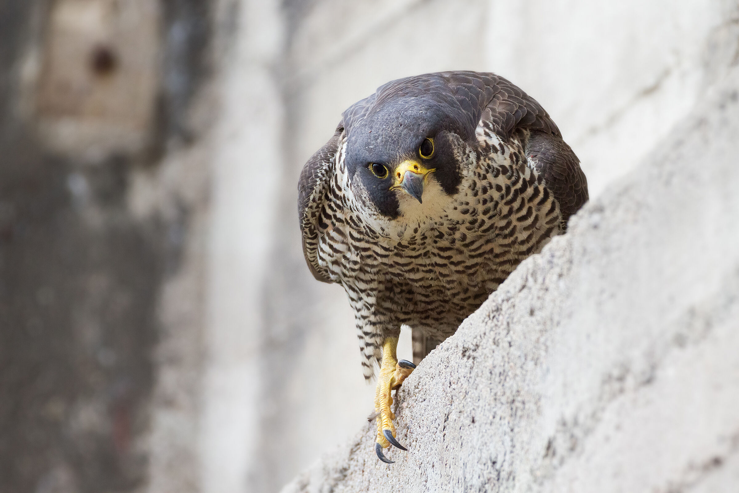 Ein Greifvogel mit weiß-schwarz gestreifter Vorderseite sitzt auf einem Mauervorsprung. Viele Wildtiere haben den Lebensraum Stadt für sich entdeckt. (Foto: Alexander Erdbeer/stock.adobe.com) 