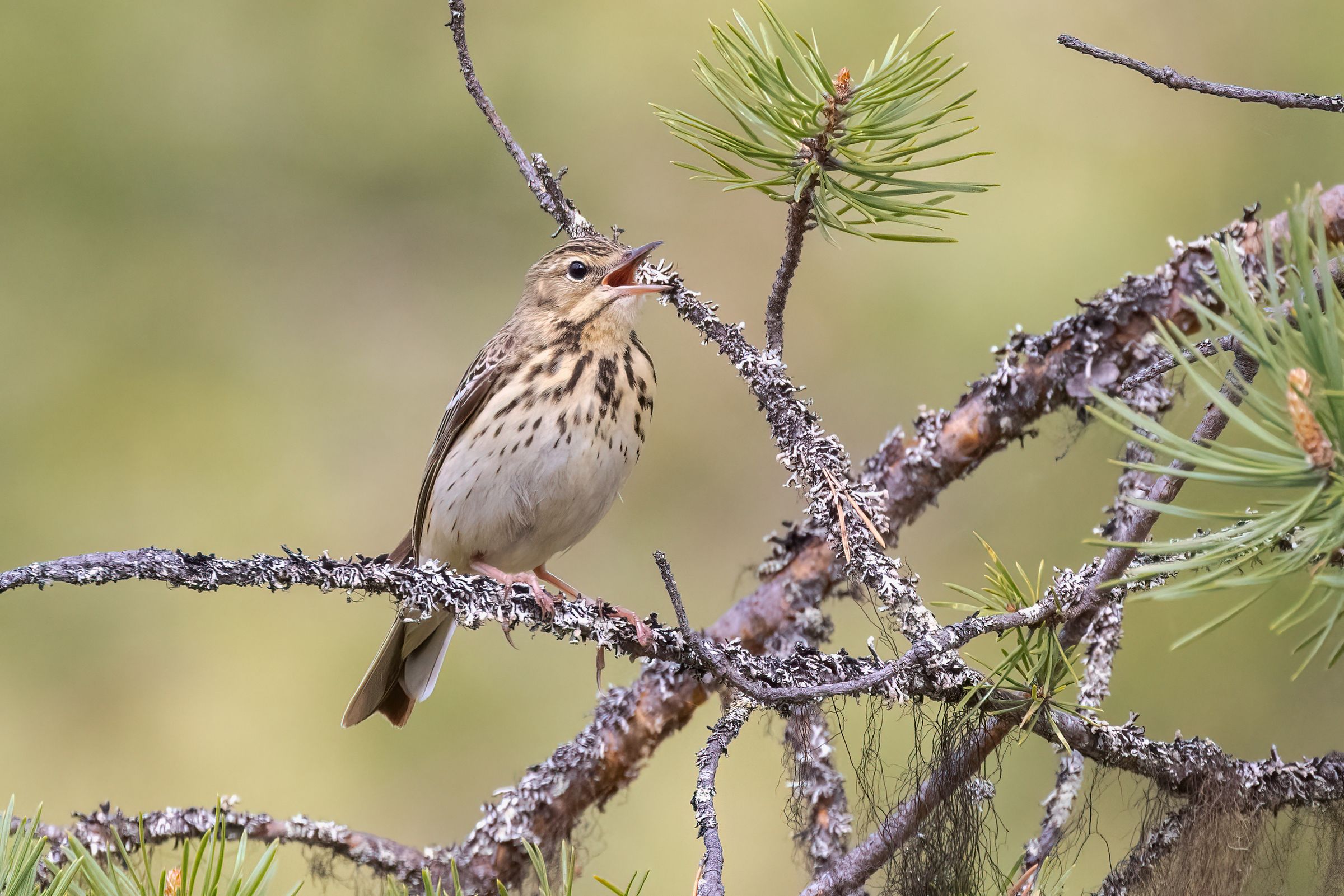 Ein unscheinbarer beige-brauner Vogel sitzt auf einem benadelten Ast und singt. Der Baumpieper liebt lichte Kiefernwälder. (Foto: Risto/stock.adobe.com)