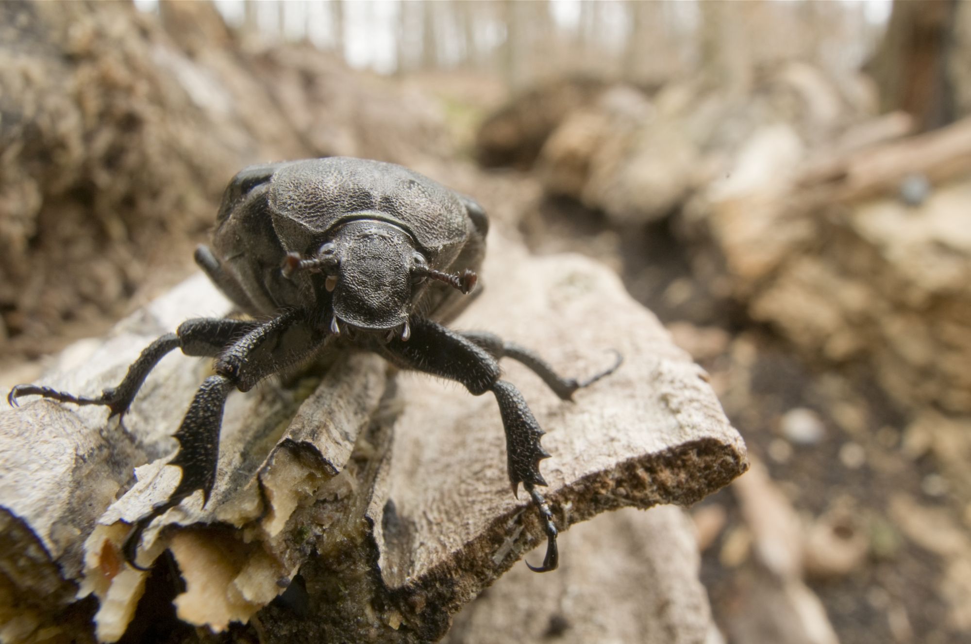 Ein mattbrauner Käfer sitzt auf einem toten Baumstamm. Die Larven des Eremits (Juchtenkäfer) leben in den Höhlen alter, dicker Laubbäume. (Foto: Thomas Stephan)