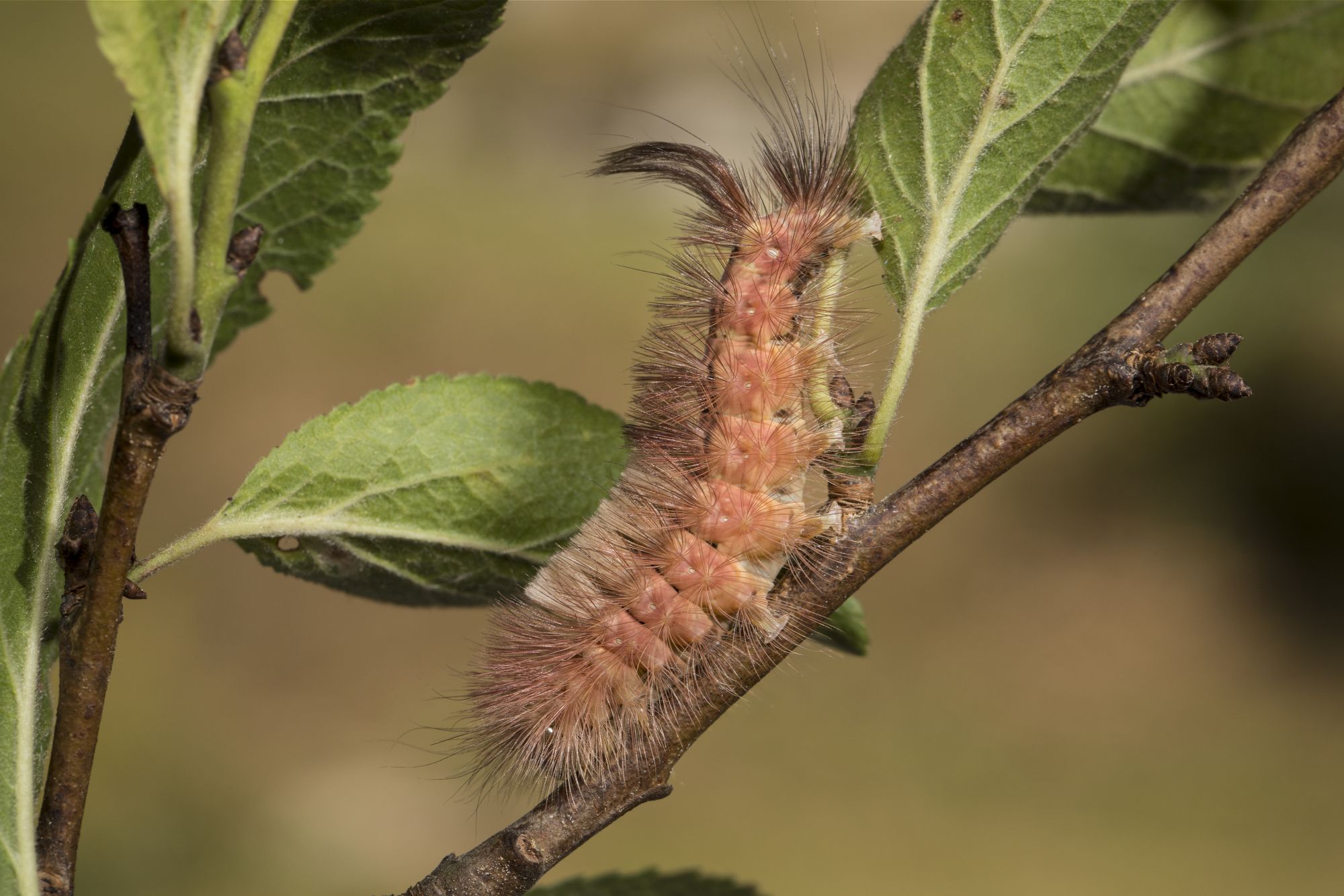 Eine rote haarige Raupe sitzt auf einem Ast. Die Raupen des Kleinen Schillerfalters ernähren sich vorwiegend von Zitterpappeln (Aspen). (Foto: Marcus Bosch)