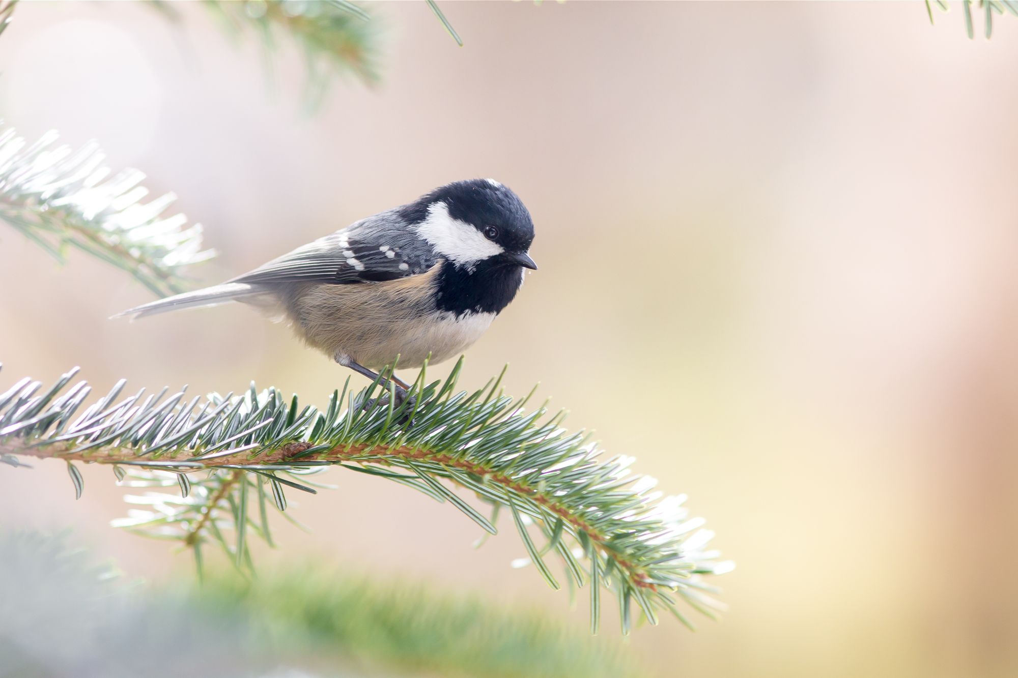 Eine Tannenmeise sitzt auf einem benadelten Ast. Die Tannenmeise ist in Fichten- und Kiefernwäldern mit altem dichten Baumbestand zuhause. (Foto: Johannes Selmannsberger)