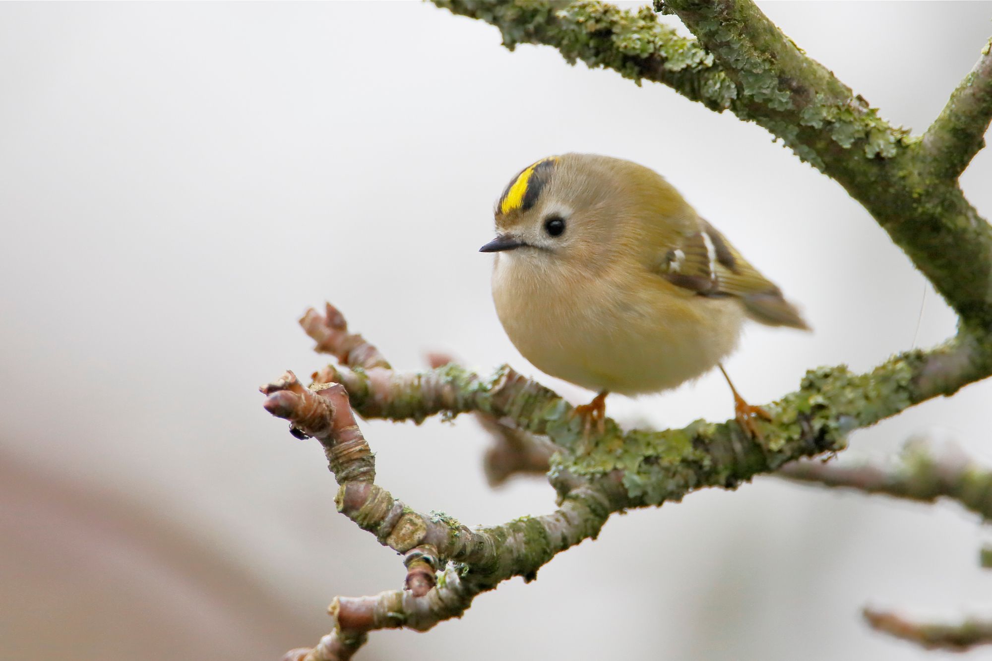 Ein kleiner, runder, braun-roter Vogel mit einem auffalenden gelben Streifen auf dem Kopf sitzt auf einem Ast. Wintergoldhähnchen ernähren sich von Insekten und Spinnentieren. (Foto: Wilfred/stock.adobe.com)