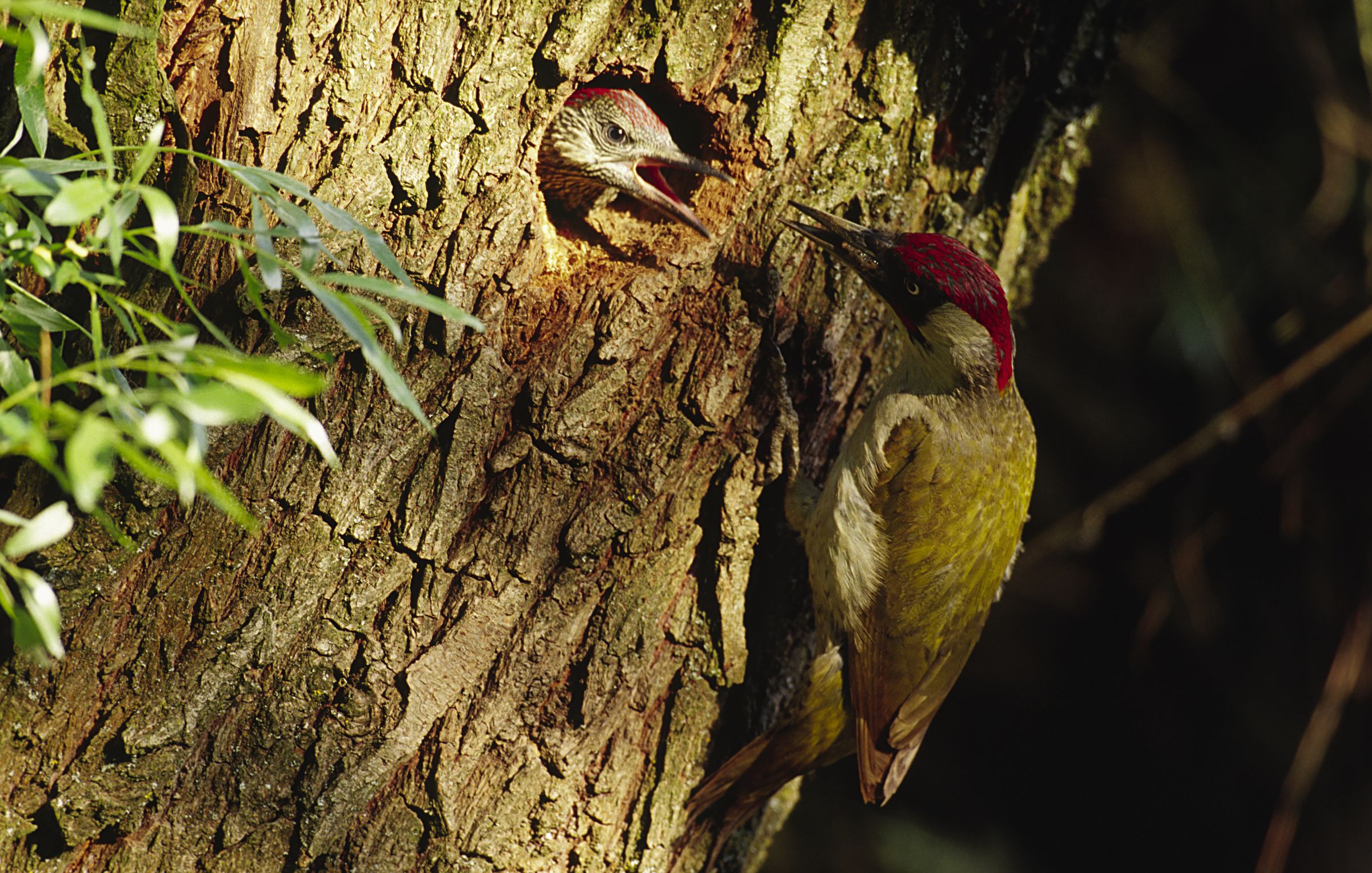 Der Grünspecht ist ein typischer Vertreter des Lebensraums Streuobstwiese: Ein grüner Vogel mit rotem Oberkopf hängt an einem Baumstamm und füttert sein Junges, das aus einem Loch herausschaut. (Foto: Heinz Tuschl/Naturfoto Willner) 