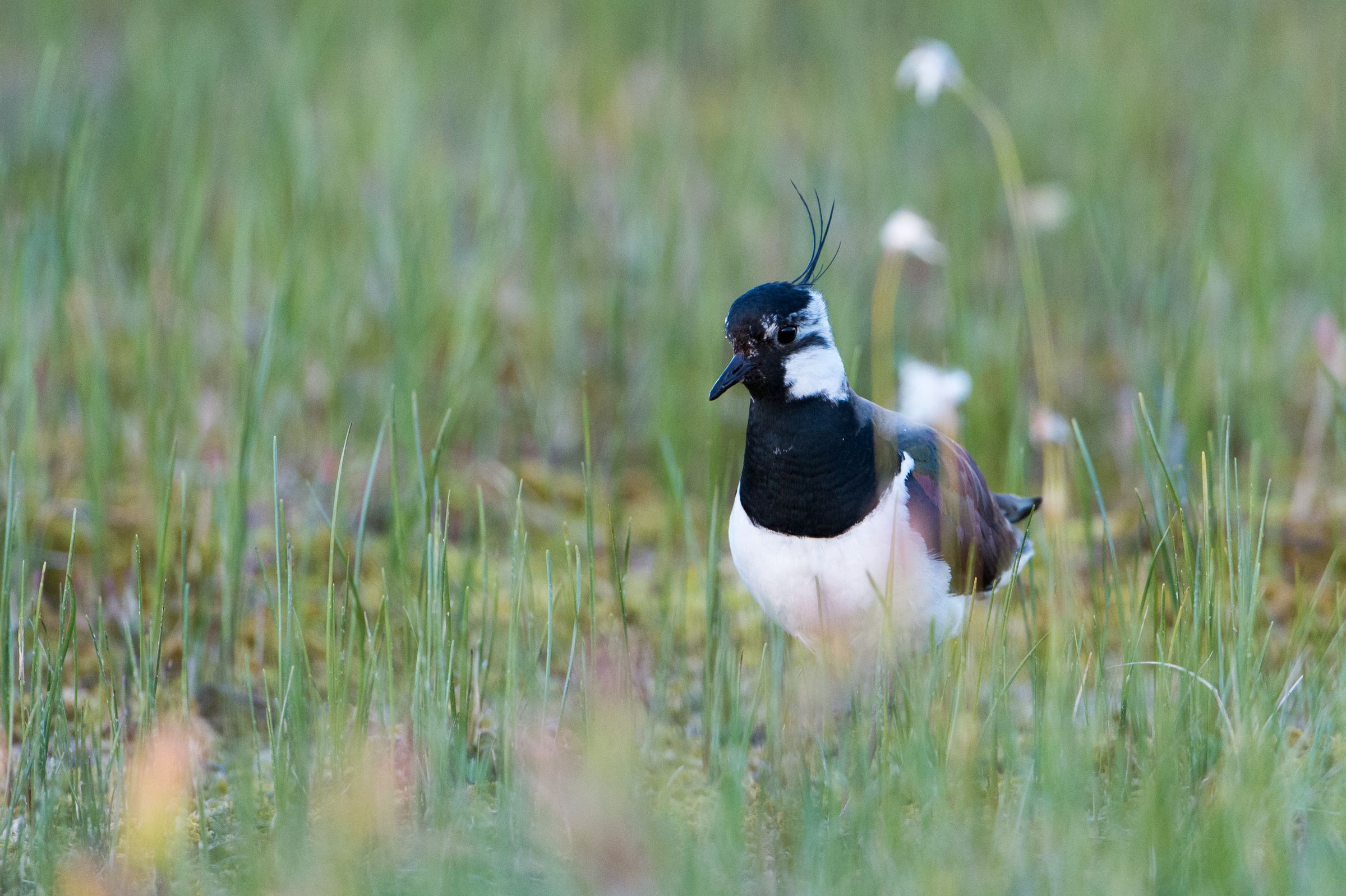 Ein schwarz-weißer Vogel mit einer Federtolle auf dem Kopf sitzt auf einer Wiese. Für Kiebitze ist der Lebensraum Wiese unentbehrlich. (Foto: Ralph Frank)