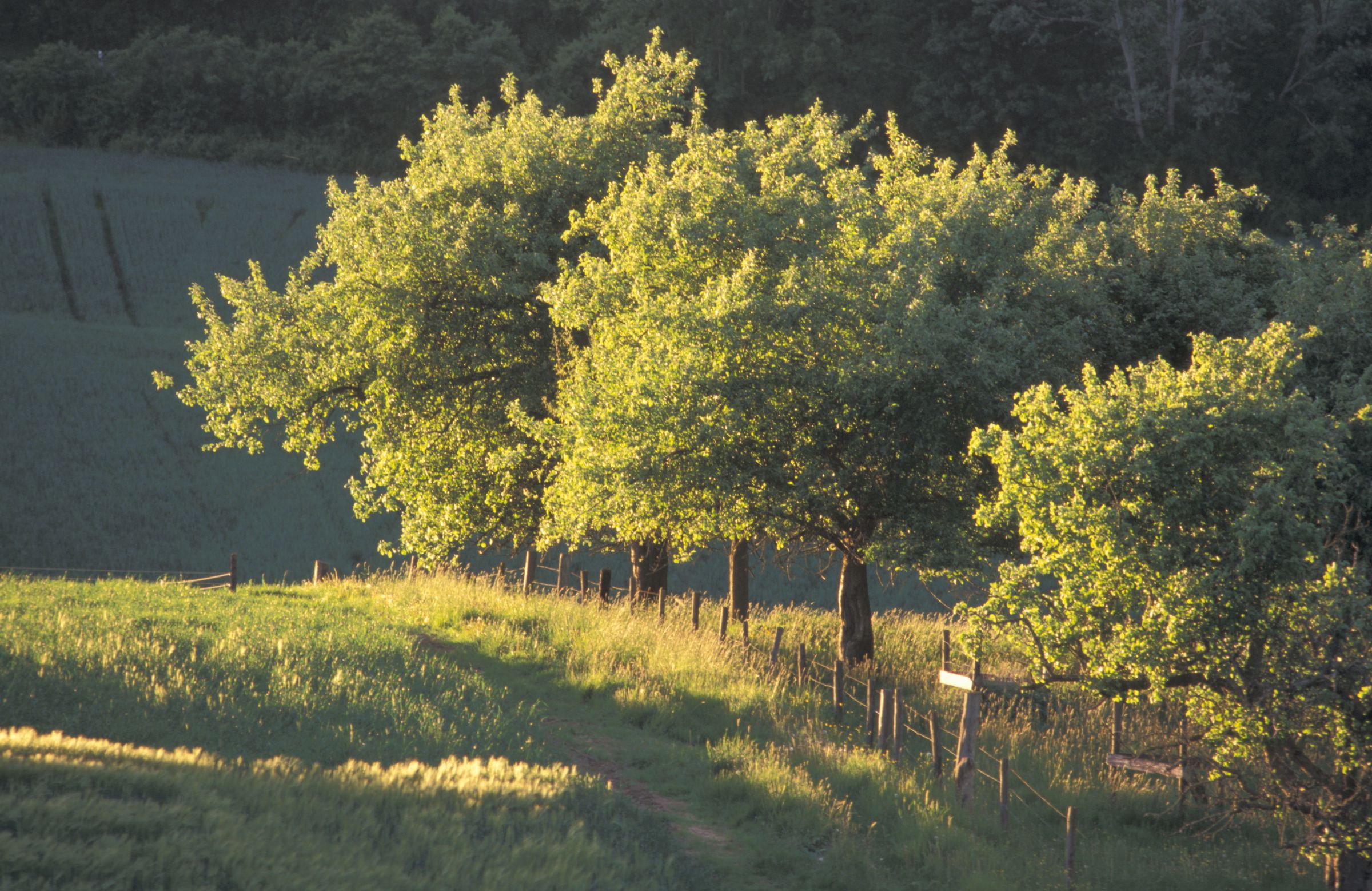 Obstbäume stehen an einem Zaun in einer hochstehenden Wiese. Streuobstwiese sind Lebensraum für viele Arten. (Foto: BLE/Dominic Menzler) 