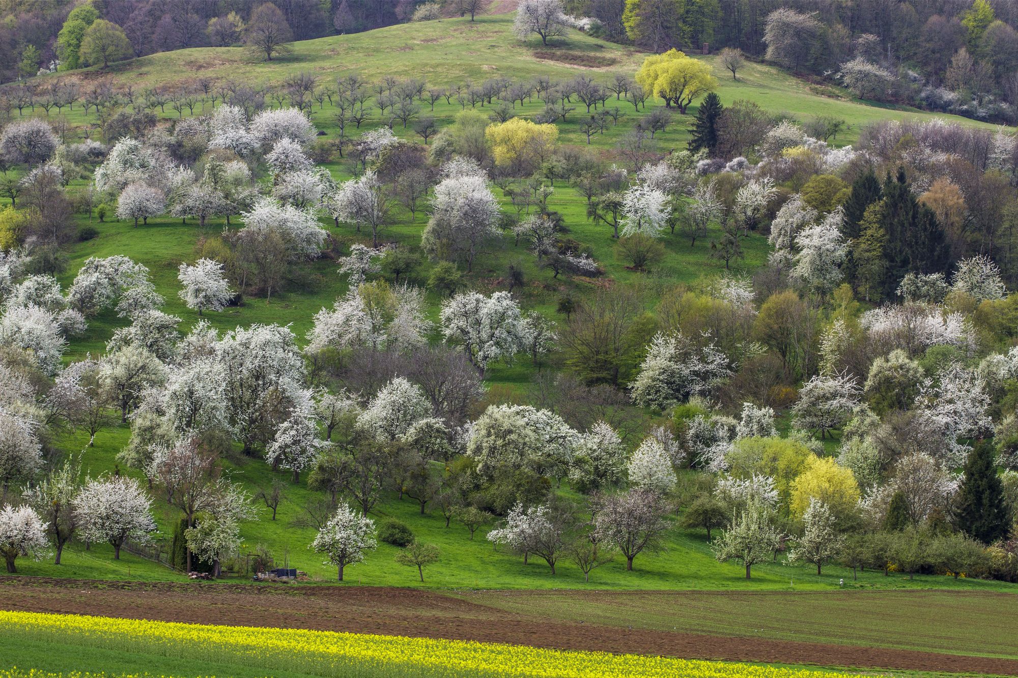 Ein Wiesenhang mit vielen blühenden Obstbäumen. Streuobstwiesen sind ein wichtiger Lebensraum für viele Arten. (Foto: Rolf Mueller/adobe.stock.com)