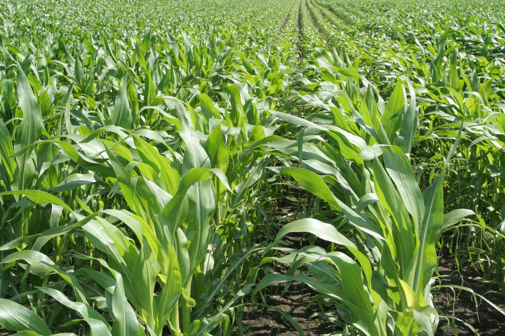 Ein sehr großes Maisfeld. Maisfelder wie dieses sind auch am Rückgang von Wiesen und Weiden schuld. (Foto: Alta.C/fotolia.com) .