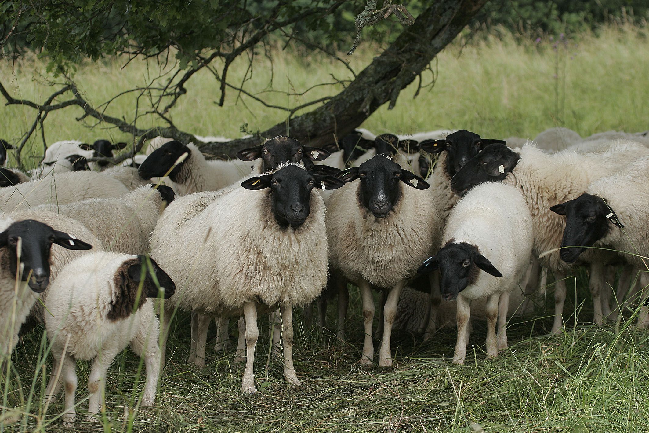 Schafe mit weißem Körper und schwarzem Kopf drängen sich unter einem Baum zusammen. Die Rettung der Rhönschafe ist ein erfolgreiches BN-Projekt. (Foto: Wolfgang Willner)