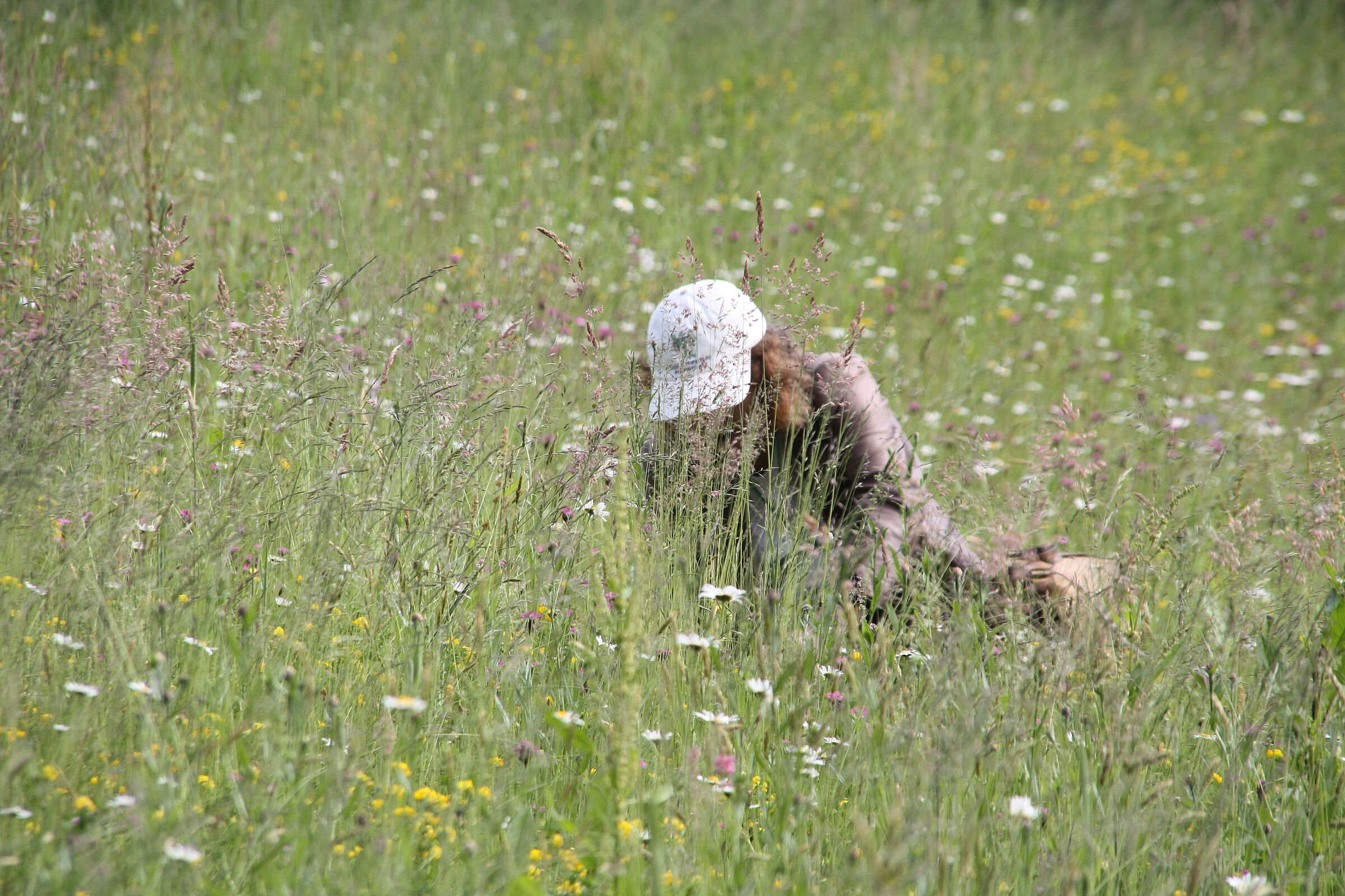 Eine Frau mit BUND-Naturschutz-Kappe auf dem Kopf kniet in einer blumenreichen Wiese und bestimmt Wildblumen. Der ehrenamtliche und verbandliche Artenschutz ist eine wesentliche Größe beim Ringen um die biologische Vielfalt. 