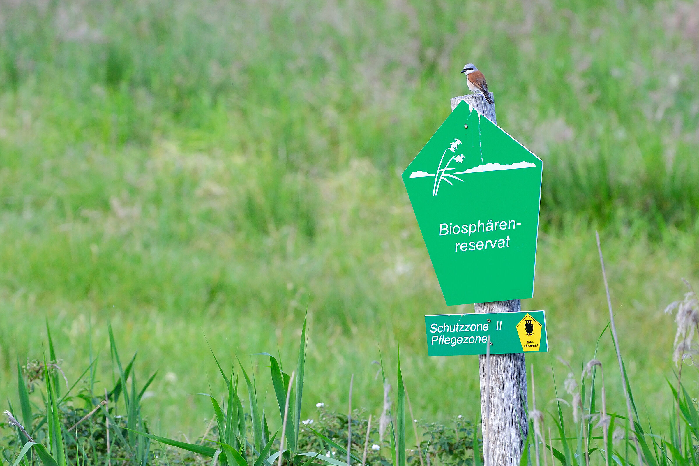 Ein Schild auf dem Biosphärenreservat steht auf einer Wiese. Auf dem Schild sitzt ein Neuntöter. Schutzgebiete spielen eine wichtige Rolle für den Artenschutz.