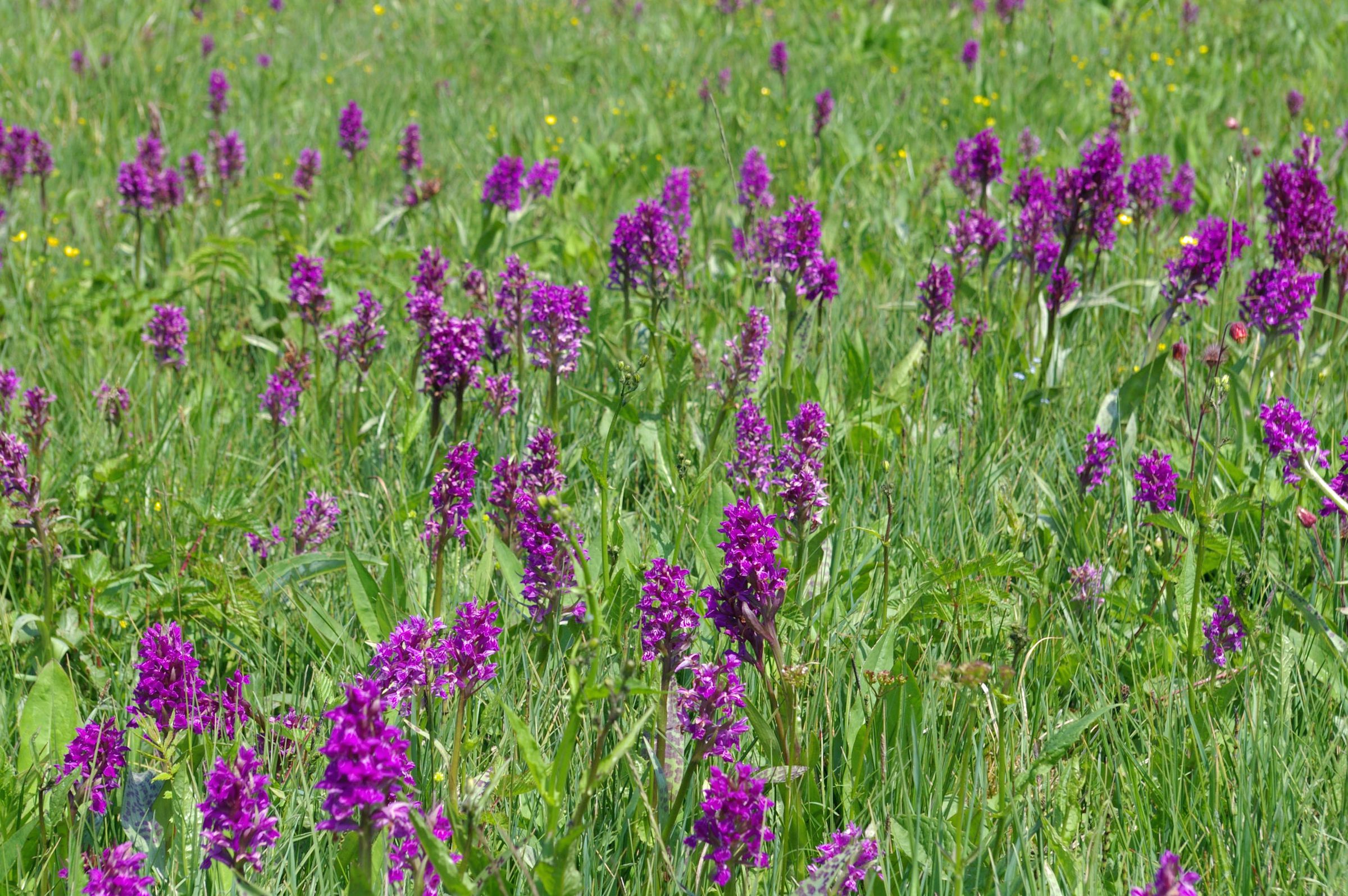 Eine Wiese mit vielen pinkfarbenen Orchideen. Bei der Vermehrung über ihre Samen ist das Breitblättrige Knabenkraut auf Mykorrhiza-Pilze im Boden angewiesen, mit denen sie in Symbiose lebt. (Foto: Karl Paulus)