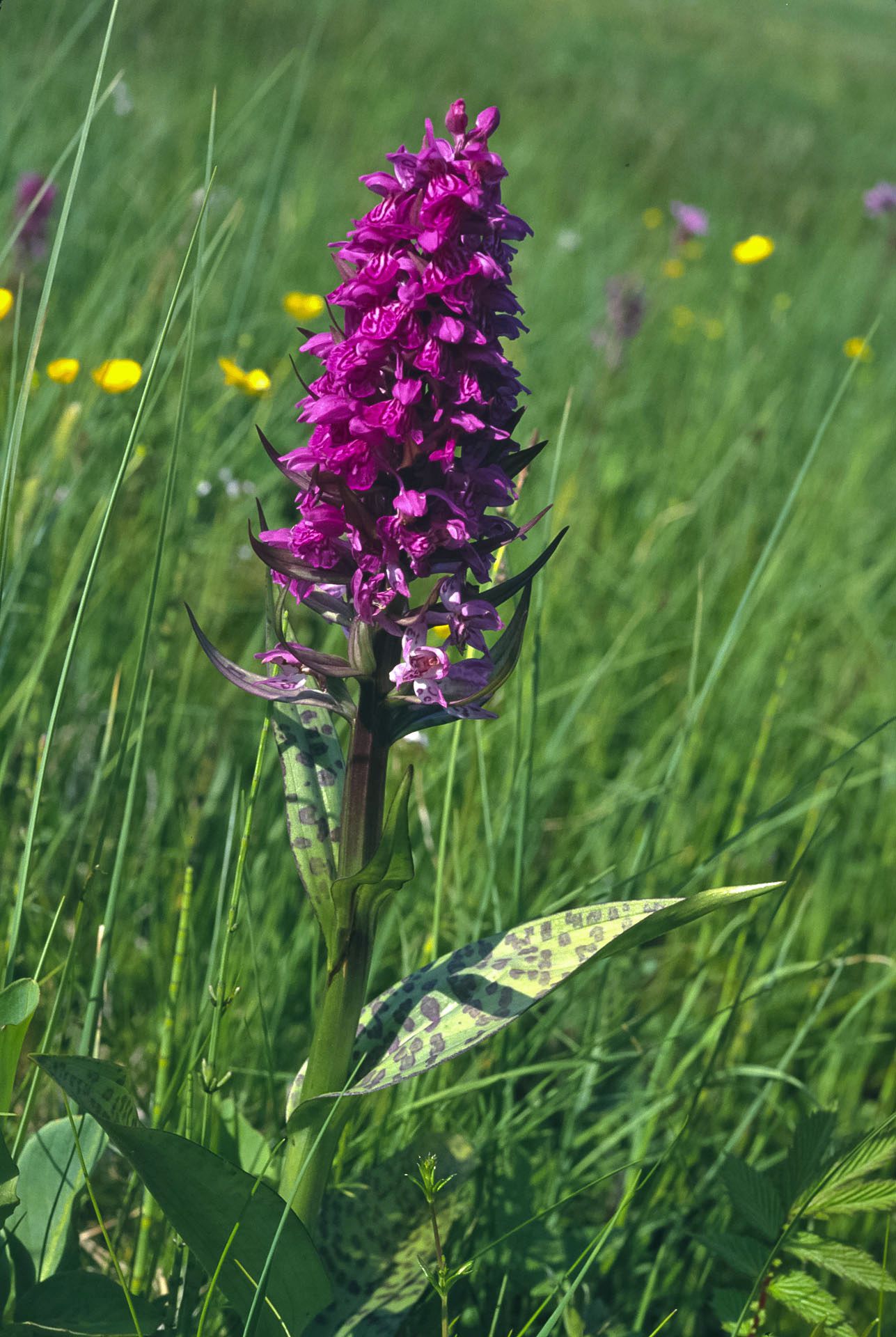 Eine Orchidee mit vielen pinkfarbenen Einzelblüten. Das Breitblättrige Knabenkraut vermehrt sich über Samen und die Mutterknolle. (Foto: Wolfgang Willner)