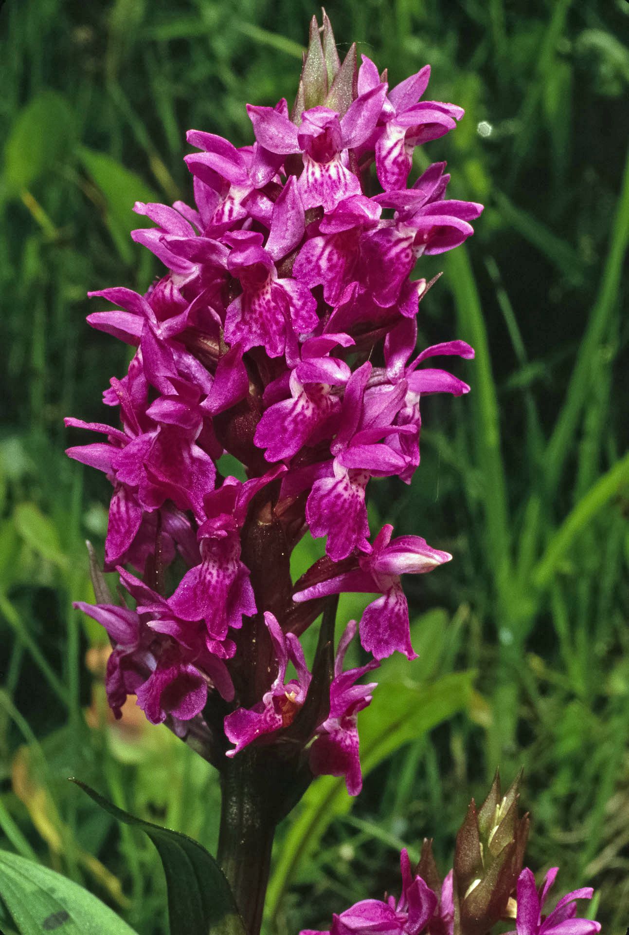 Nahaufnahme einer Orchidee mit vielen pinkfarbenen Blüten. Das Breitblättrige Knabenkraut liebt feuchte Wiesen – ein Biotoptyp, der überall in Deutschland immer seltener wird. (Foto: Wolfgang Willner) 