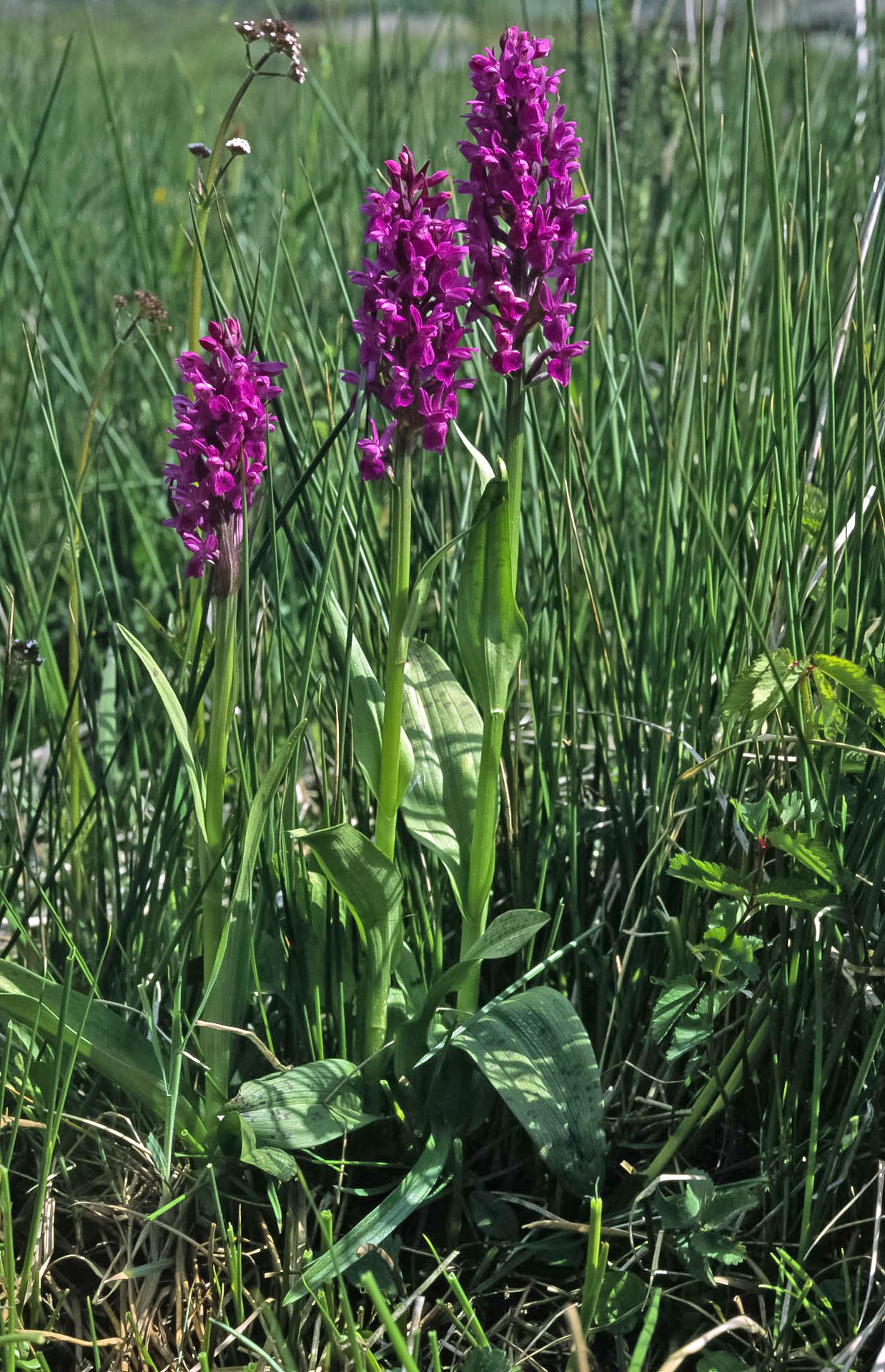 Drei pinkfarbene Orchideeen in einer Wiese. Wenn das Breitblättrige Knabenkraut in größeren Beständen anzutreffen ist, weist das darauf hin, dass das Grünland in einem guten ökologischen Zustand ist. (Foto: Wolfgang Willner)