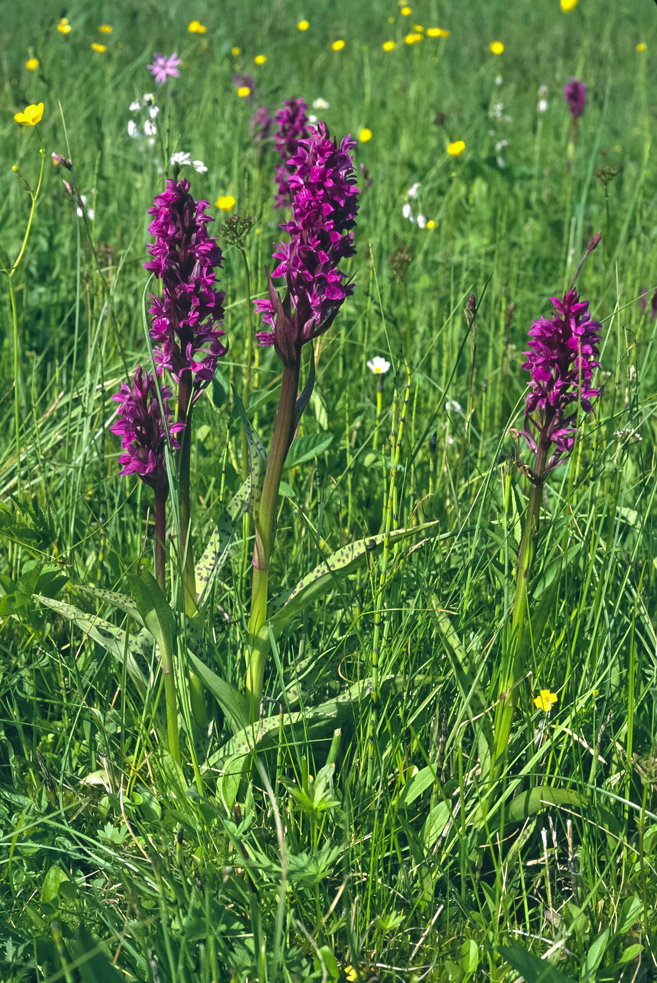 Vier Orchideen mit vielen pinkfarbenen Blüten. Durch den Verlust von Lebensraum ist das Breitblättrige Knabenkraut inzwischen selten. (Foto: Wolfgang Willner)