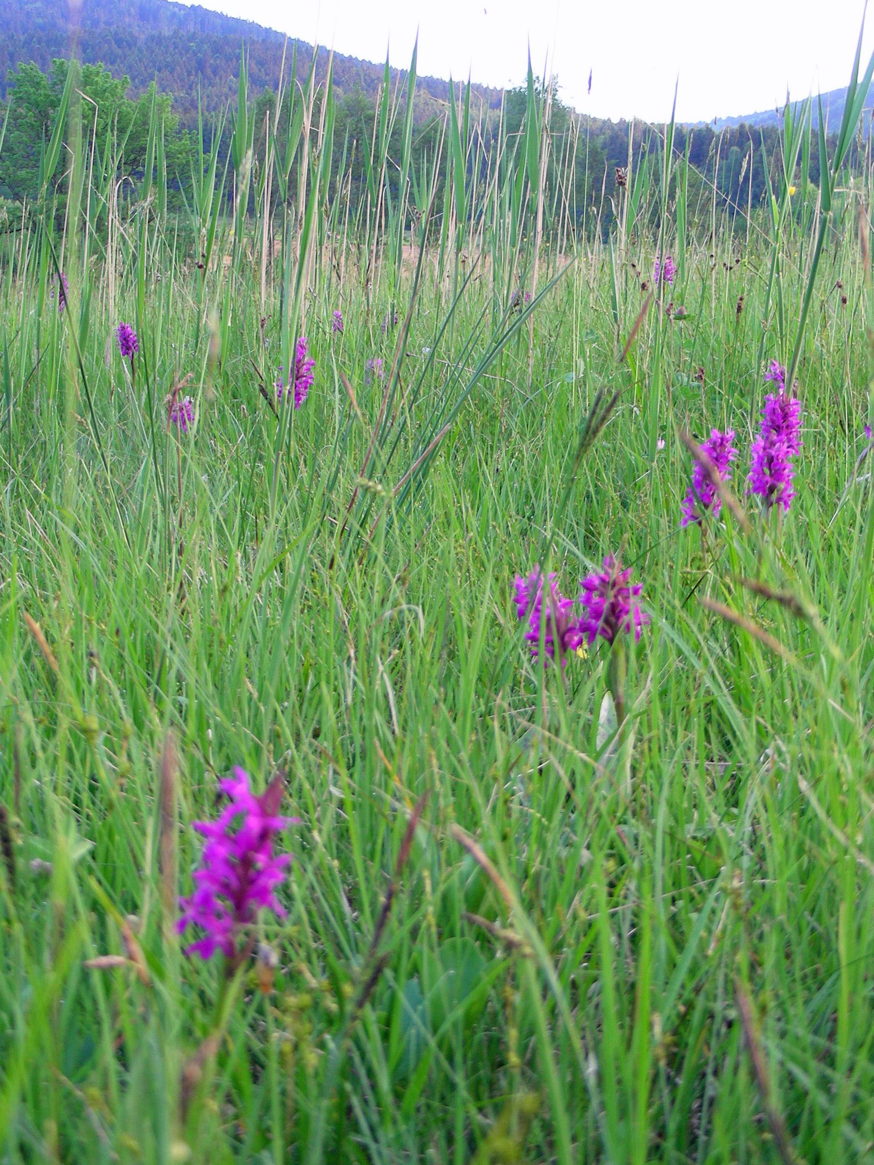 Eine Wiese mit vielen pinkfarbenen Orchideen.Wie fast alle Orchideen in Bayern ist auch das Breitblättrige Knabenkraut in seinem Bestand bedroht und gilt laut Roter Liste als gefährdet. (Foto: Inge Steidl)