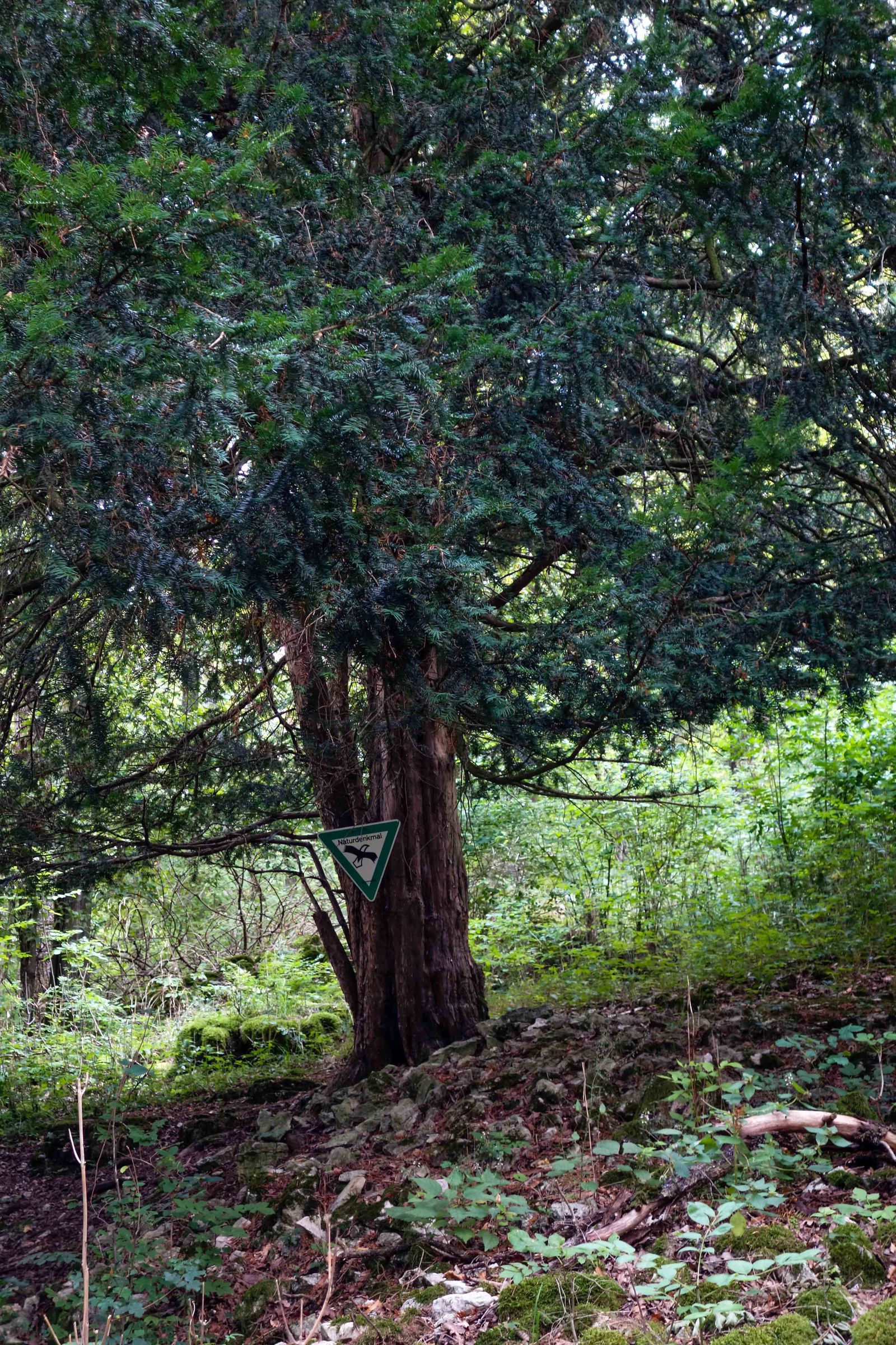 Ein großer Baum mit dunkelgrünen Nadeln. Ein Naturdenkmal-Schild weist auf eine geschützte alte Eibe hin. (Foto: Kai Frobel)