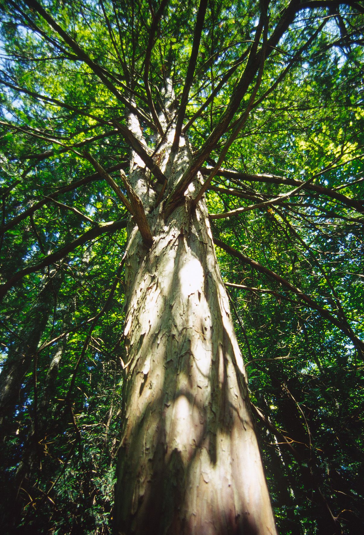 Von unten in die Zweige eine Nadelbaumes hineinfotografiert, der Stamm des Baumes ist schuppig. Einer der bekanntesten Eiben-Bestände ist sicher der Paterzeller Eibenwald nahe dem oberbayerischen Weilheim. (Foto: Wolfgang Willner)