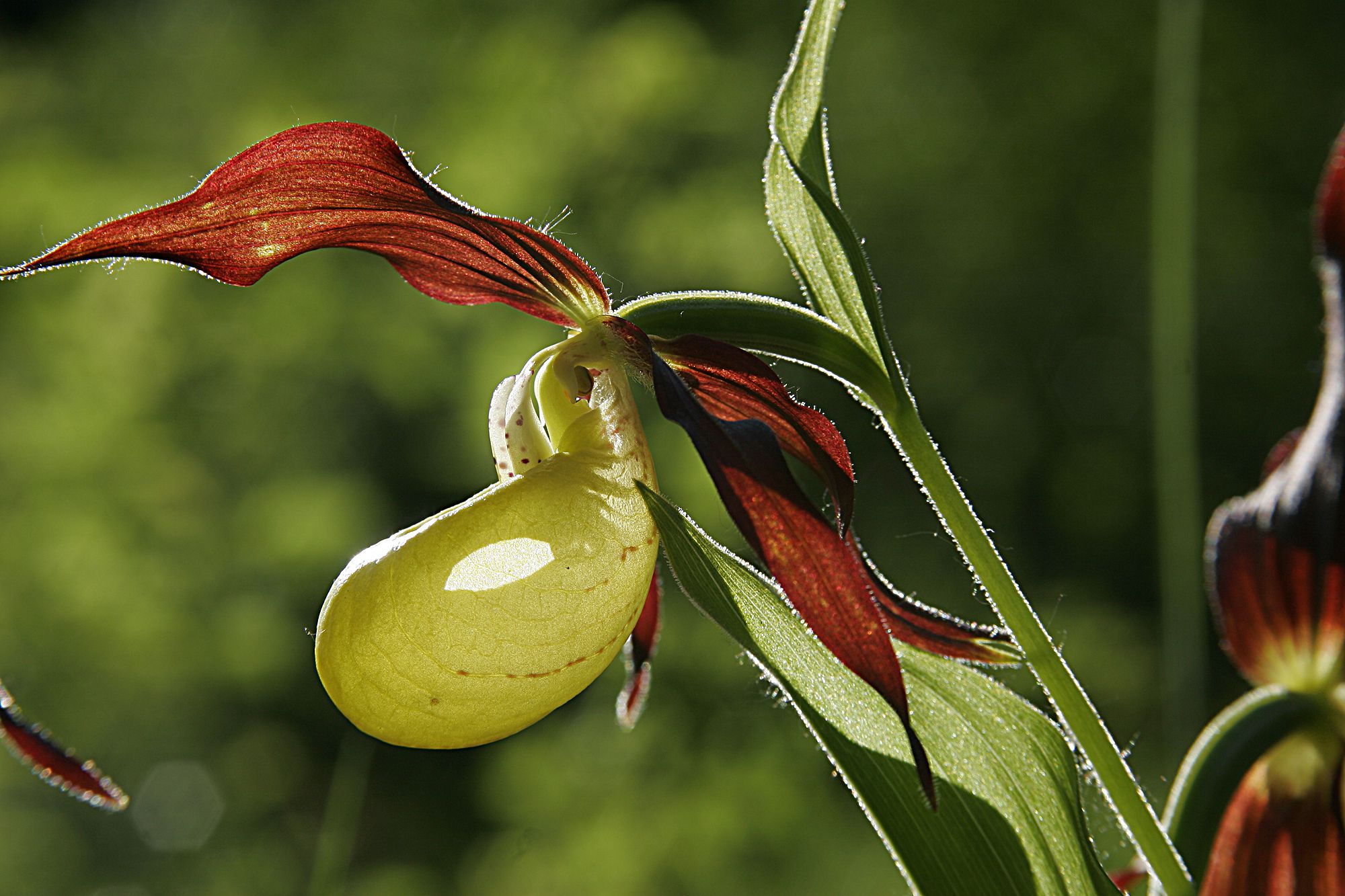 Eine große zitronengelbe Blüte, die wie ein Schuh aussieht, mit braunen Blütenblättern. Als Halbschattenart ist der Frauenschuh vorwiegend in lichtdurchfluteten Wäldern, auf Wacholder-Steppenheiden und auch in Flussauen zu finden. (Foto: Wolfgang Willner)