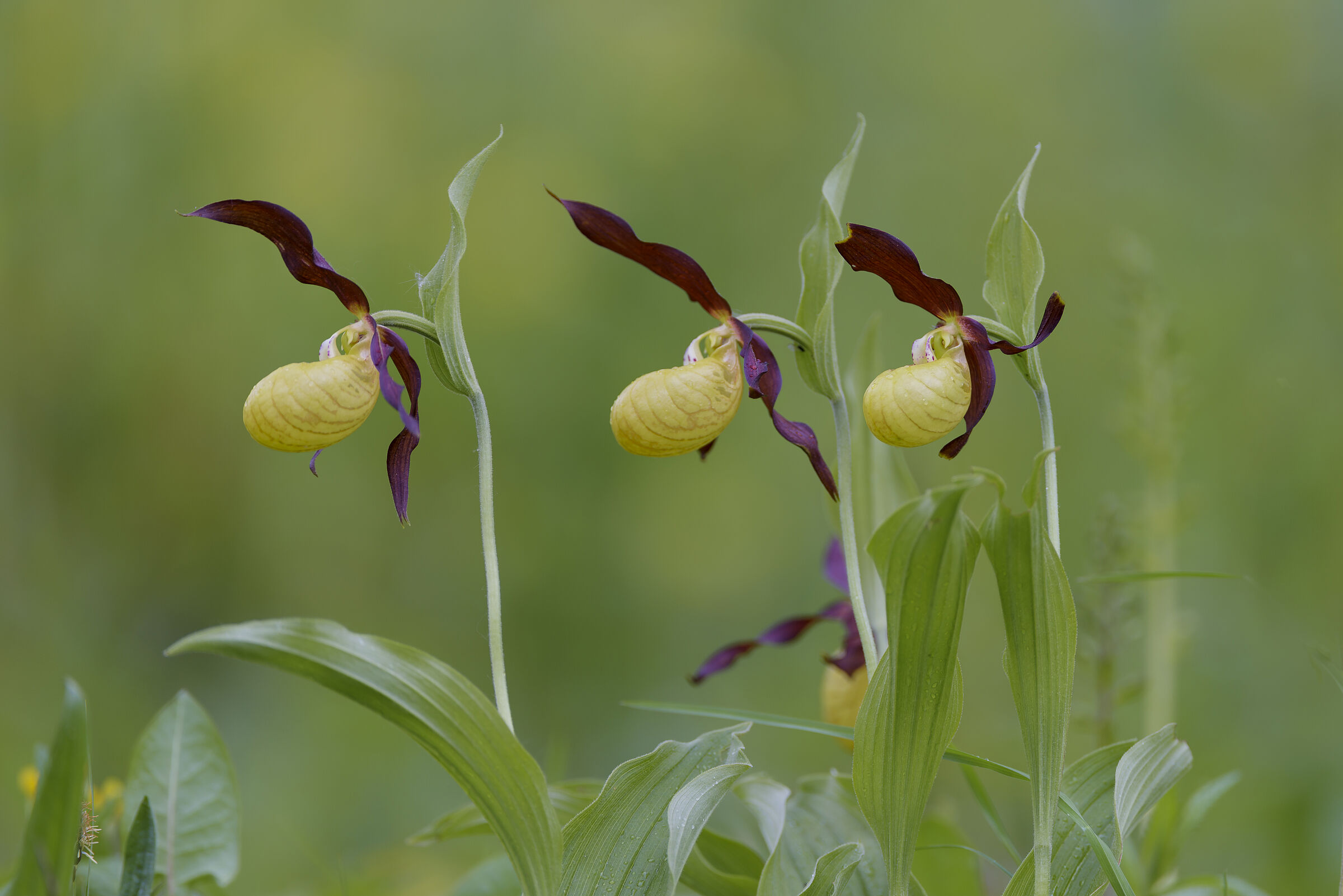 Eine große, zitronengelbe Blüte, die wie ein Schuh aussieht. Durch intensive Forst- und Landwirtschaft schwinden die halbschattigen Standorte, die der Frauenschuh braucht. (Foto: Christoph Bosch)