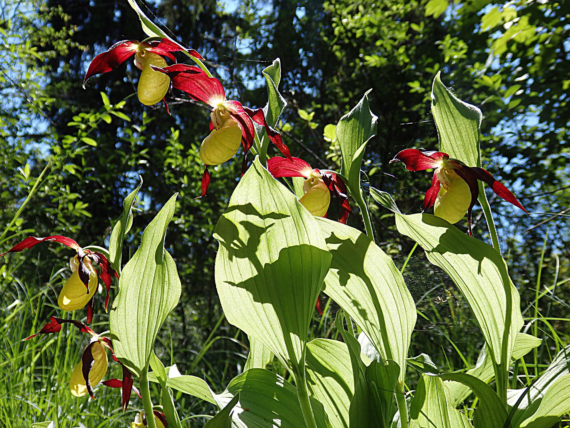 Prächtige Orchideen mit großen zitronengelben Blüten und braunen Blütenblättern im Gegenlicht. Der Gelbe Frauenschuh liebt lichte Waldränder (Foto: Wolfgang Willner)