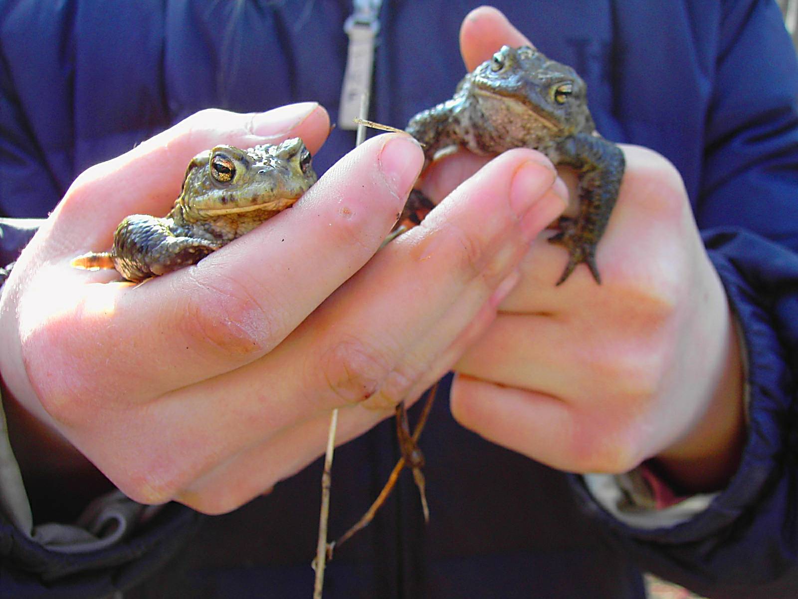Zwei Hände halten zwei Kröten. Seit 2024 bildet der BUND Naturschutz in Kooperation mit der Akademie für Naturschutz und Landschaftspflege in Laufen (ANL) Amphibienexpertinnen und -experten aus. (Foto: BN Fürstenfeldbruck)