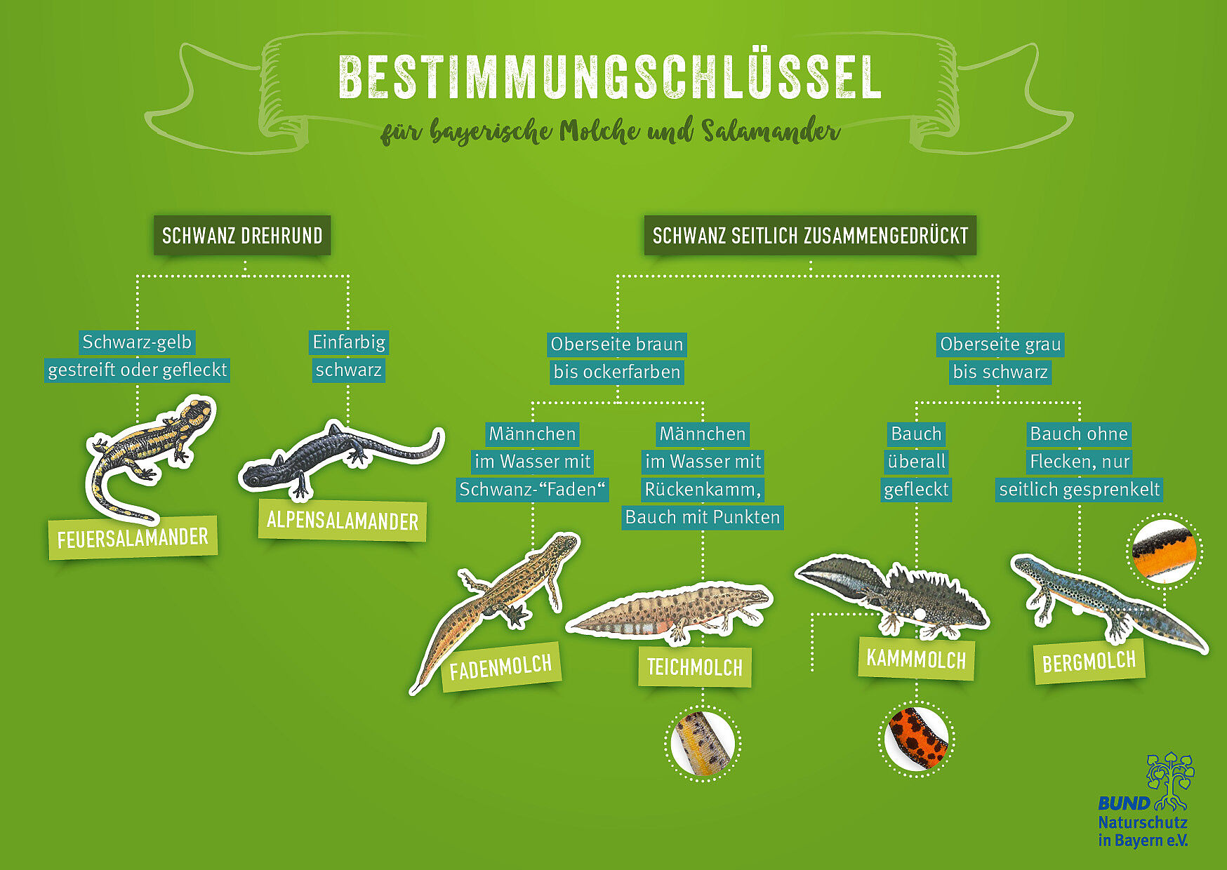 Der Bestimmungsschlüssel fasst wie ein Stammbaum die Unterscheidungsmerkmale der bayerischen Molche und Salamander zusammen. Dazu gehören unter anderem Pupillenform, Haut und Farbe. 