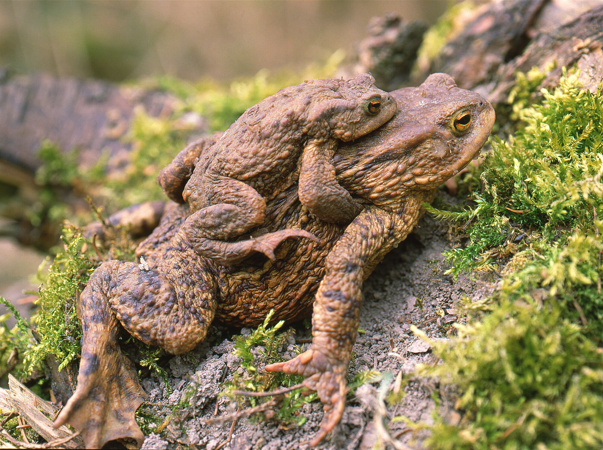 Erdkröten bei der Paarung (Foto: Wolfgang Willner)