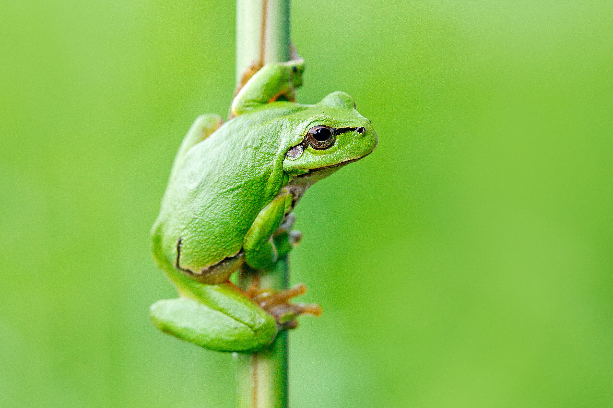 Laubfrösche können als einzige Froschart gut klettern, dabei helfen ihnen Haftscheiben an Fingern und Zehen. (Foto: ondrejprosicky/stock.adobe.com) Laubfrosch klettert an einem Schilfhalm