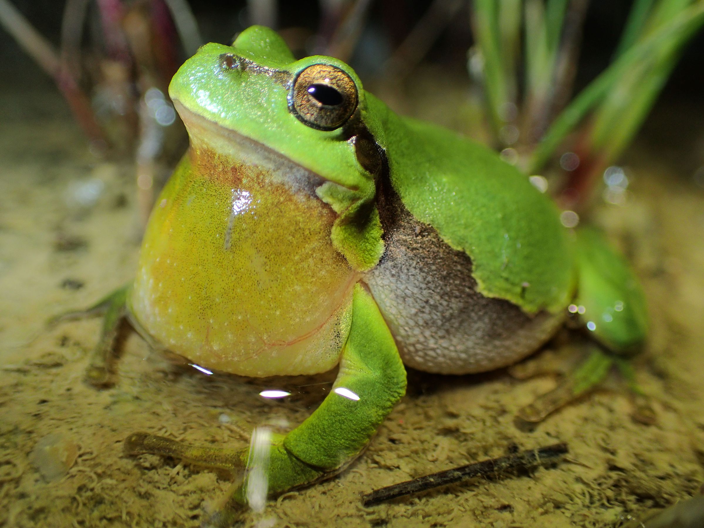 Laubfrosch mit Schallblase (Foto: Wolfgang Willner) Laubfrosch mit gut sichtbarer Schallblase unter dem Maul (Foto: Wolfgang Willner)