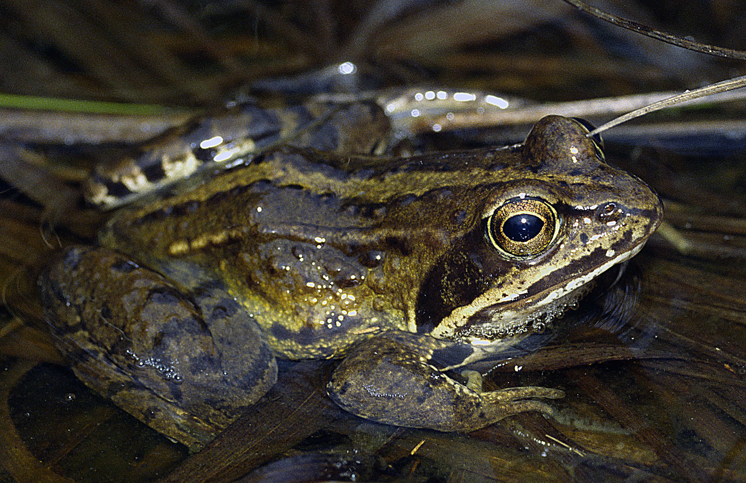 Großaufnahme eines Moorfroschs auf Wasserpflanzen am Ufer (Foto: Wolfgang Willner)