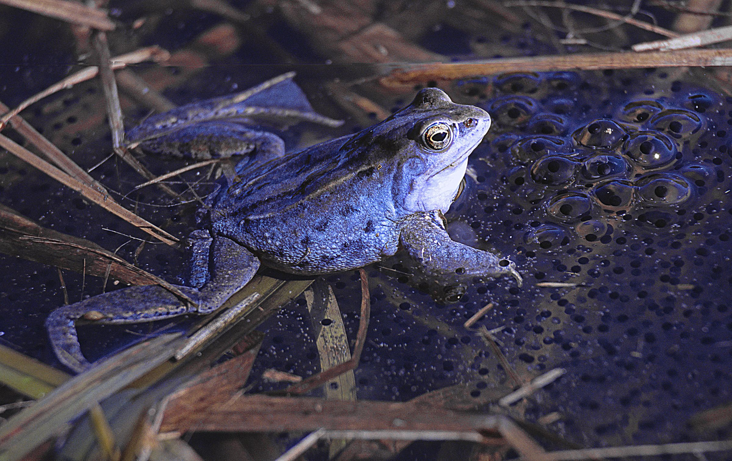 Ein blau gefärbtes Moorfroschmännchen (Foto: Wolfgang Willner)
