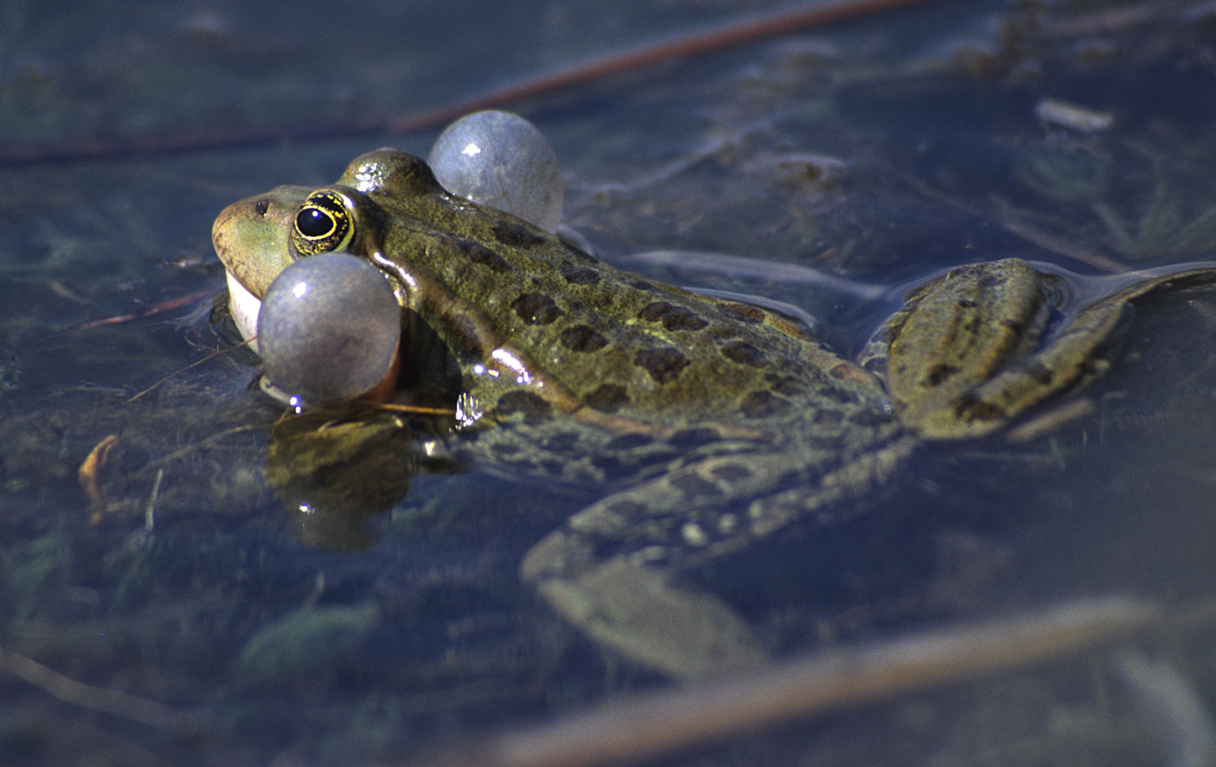 Seefrosch mit aufgeblähten Schallblasen (Foto: Wolfgang Willner)