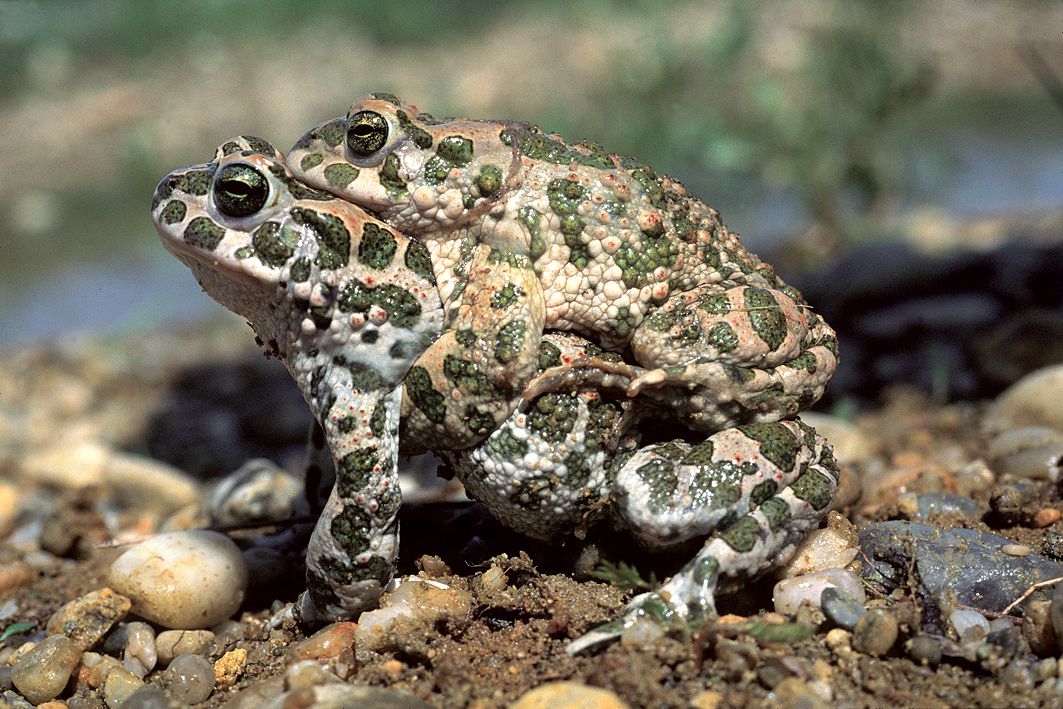 Wechselkröten bei der Paarung (Foto: Wolfgang Willner)