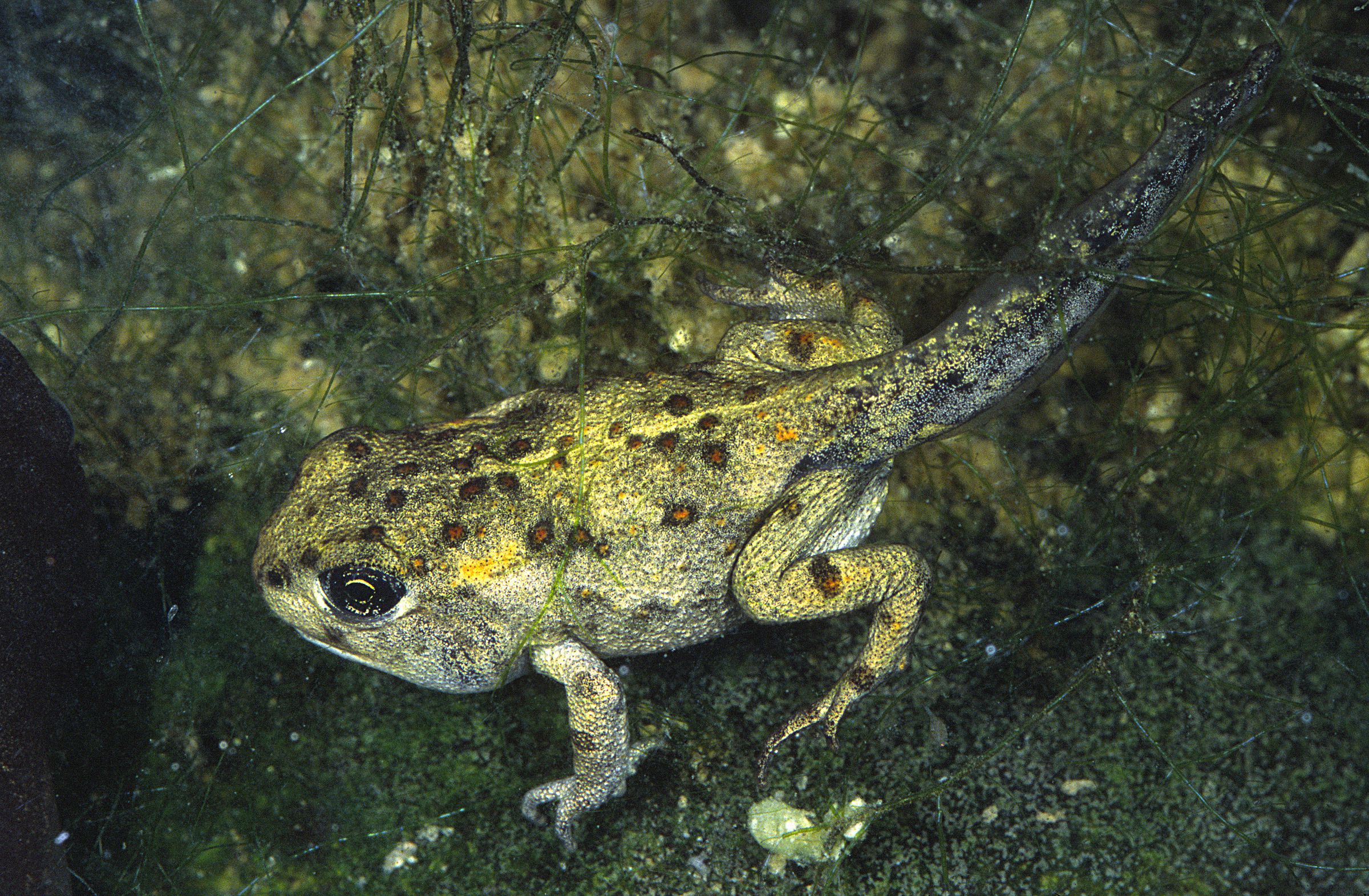 Eine schwimmende Kreuzkrötenlarve mit Beinen und Schwanzflosse – die Amphibien-Lebensweise ist vom Wechsel zwischen Land und Wasser geprägt. (Foto: Wolfgang Willner)
