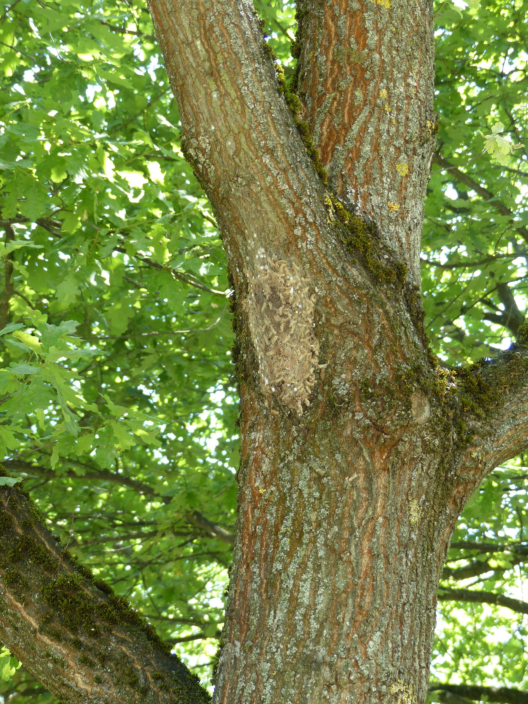 Viele Raupen in einem Gespinst auf einem Baumstamm. Auch solche alten Nester des Eichenprozessionsspinners können noch allergische Reaktionen hervorrufen. (Foto: Tom Konopka)