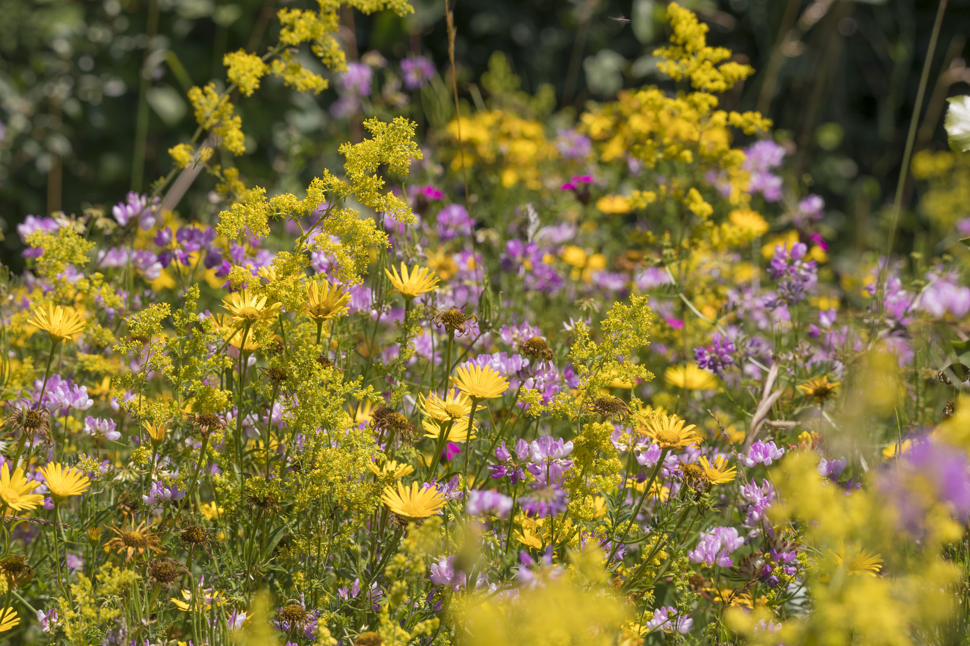 Bienen retten: Eine Wiese mit mit vielen bunten Wildkräutern und -blumen. Neben klimatischen Gegebenheiten stellen Wildbienen an ihr Habitat zwei Hauptbedingungen: Es muss geeignete Nistplätze und ein ausreichendes Angebot an Futterpflanzen enthalten. (Foto: Wolfgang Willner)