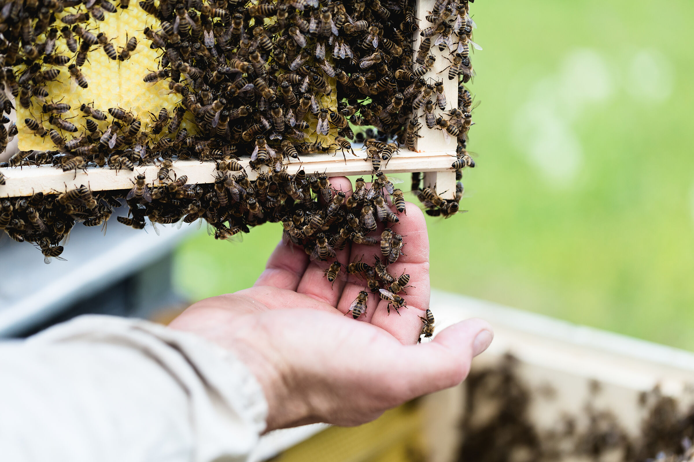Imker hält Waben und hälte viele Honigbienen auf der Hand. Nicht nur den Wildbienen geht es schlecht – auch die Honigbienen sterben. (Foto: Dusko/stock.adobe.com)