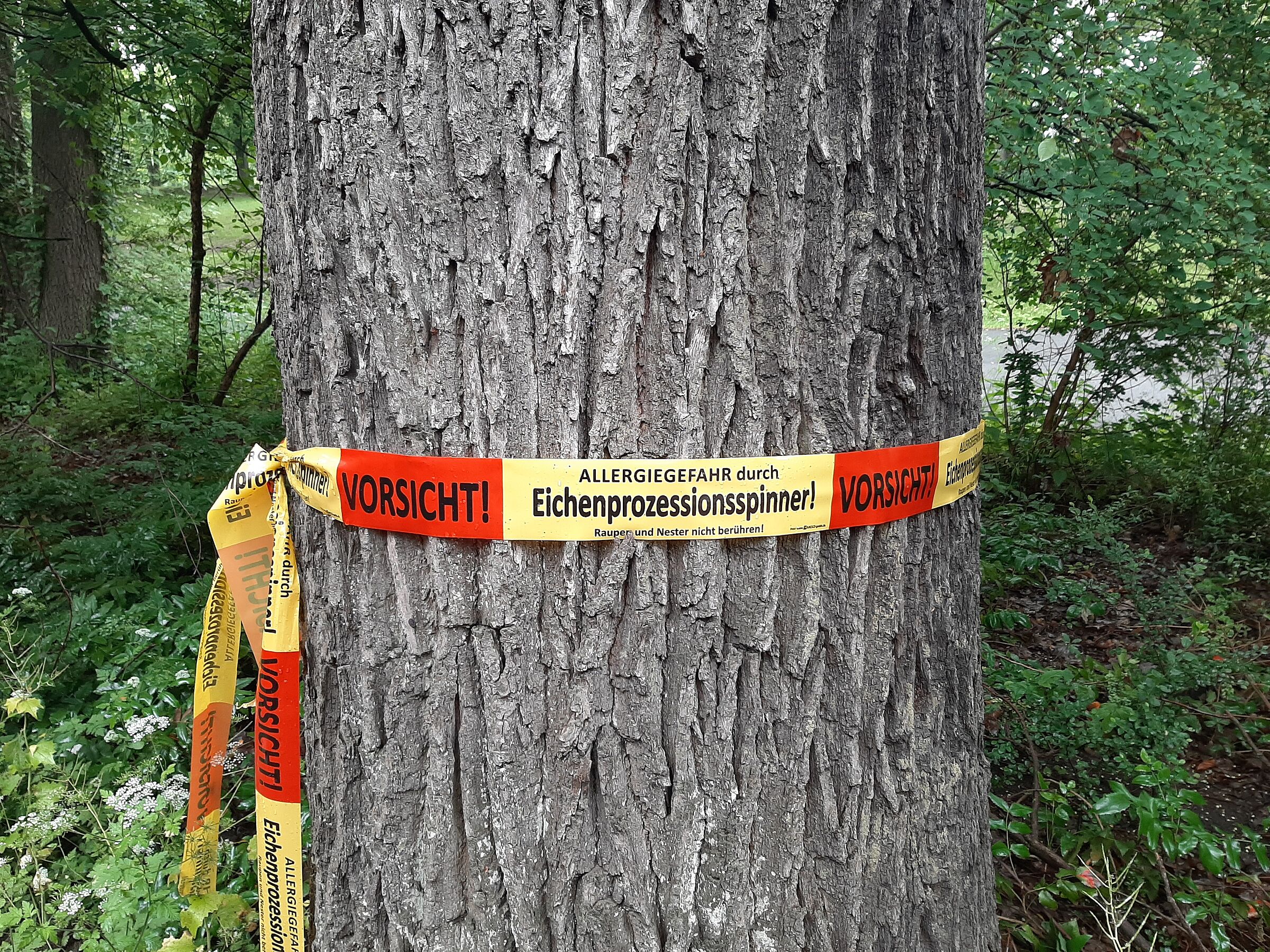 Ein Baumstamm mit einen gelb-roten Plastikband, das vor dem Eichenprozessionsspinner warnt. (Foto: Tom Konopka) Kommunen kennzeichnen befallene Eichen 