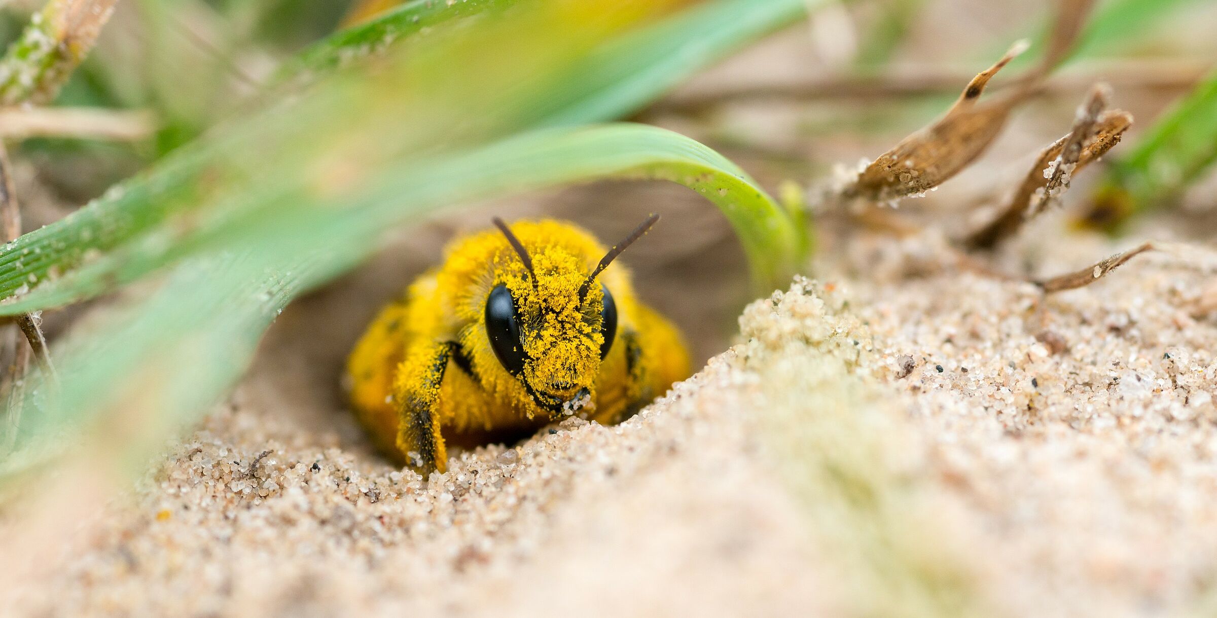 Eine Wildbiene voll gelber Pollen sitzt im Sand mit Gräsern. Den Wildbienen kommt eine große Bedeutung für den Naturhaushalt zu, da sie aufgrund ihrer Artenfülle ein sehr großes Spektrum bei der Bestäubung von Blumen, Sträuchern und Bäumen abdecken. (Foto: Carola Vahldiek/adobe.stock.com) 