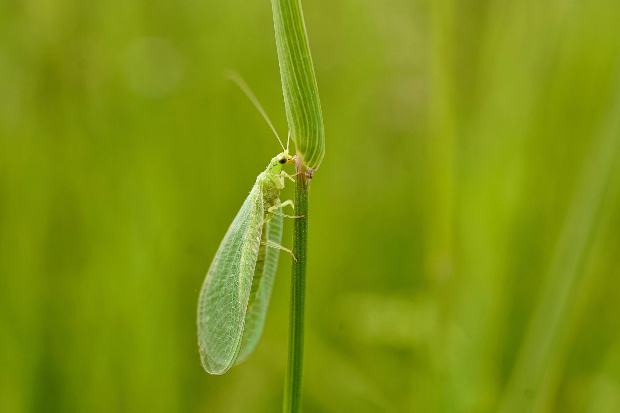 Eine grüne Florfliege sitzt auf einem Pflanzenstengel. Das Insektensterben bedroht unsere Lebensgrundlagen. (Foto: Revilo Lessen/stock.adobe.com)