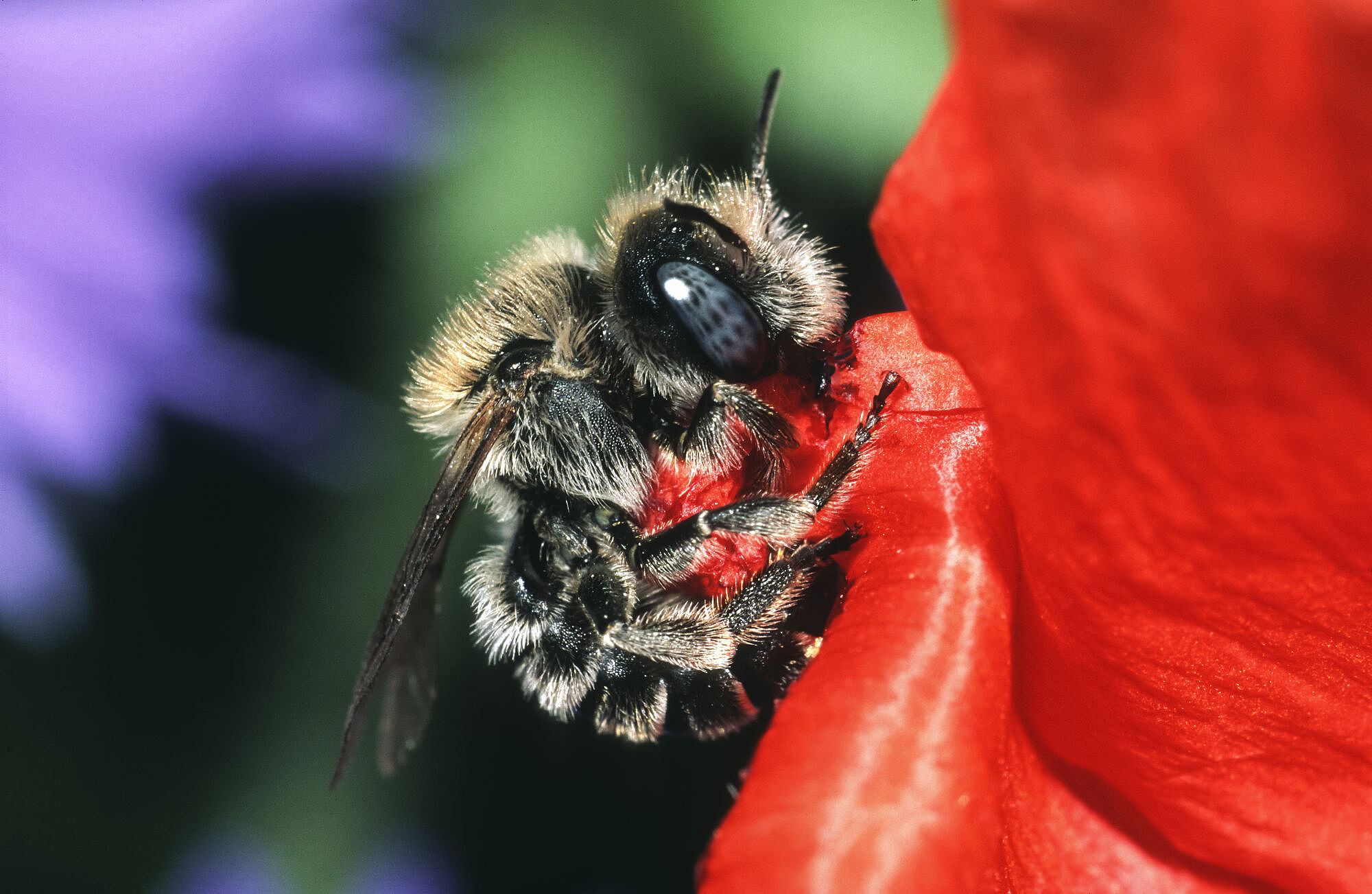 Eine schwarze, dicht behaarte Mohnbiene landet auf einer Mohnblüte. Am stärksten macht sich das Insektensterben hierzulande in den offenen Regionen der Landschaft bemerkbar, also beispielsweise auf Äckern und Wiesen. (Foto: Roland Günter)