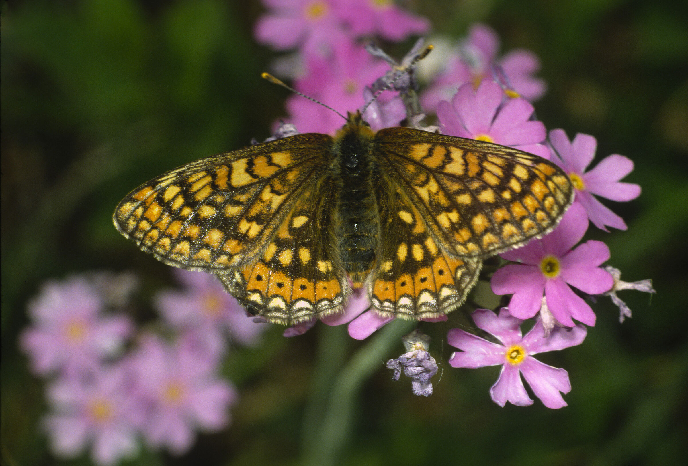 Ein brauner Schmetterling gelb und orange gefleckt und gebändert sitzt auf einer pinkfarbenen Blume. Einem internationalen Forscherteam unter Leitung der Technischen Universität München zufolge hat sich zwischen 2008 und 2017 die Insektenbiomasse auf Grünlandflächen um zwei Drittel verringert. (Foto: Wolfgang Willner) 
