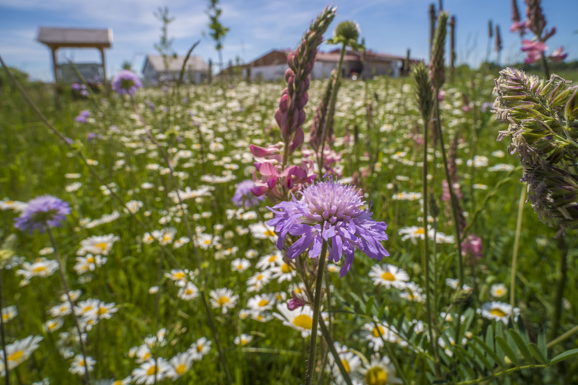 Blütenreiche Wiese vor Gebäuden. Ein internationales Forscherteam unter Leitung der Technischen Universität München belegt die Ausmaße des Insektensterbens. So hat sich zwischen 2008 und 2017 die Insektenbiomasse auf Grünlandflächen um zwei Drittel verringert. (Foto: Wolfgang Willner)