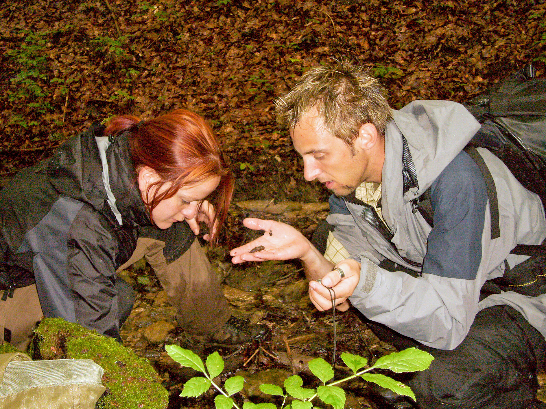 Zwei BN-Aktive bei der Larvensuche der Gestreiften Quelljungfer, per Hand, in einem Quellbach der Fränkischen Schweiz (BN-Archiv, Kai Frobel)