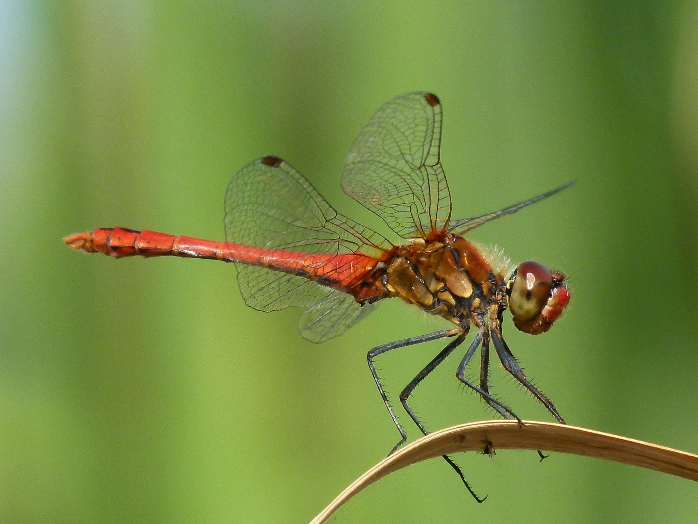 Männchen der Blutroten Heidelibelle (Foto: Günter Farka)
