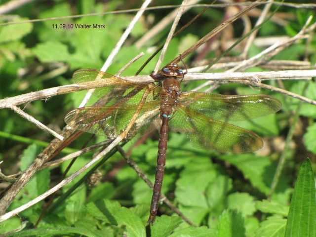 Ein Männchen der Braunen Mosaikjungfer (Aeshna grandis)(Foto: Walter Mark)