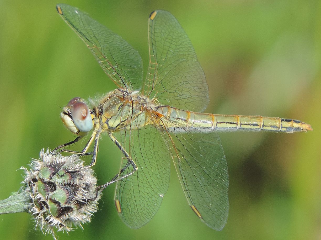 Weibchen der Frühen Heidelibelle (Foto: Günter Farka)
