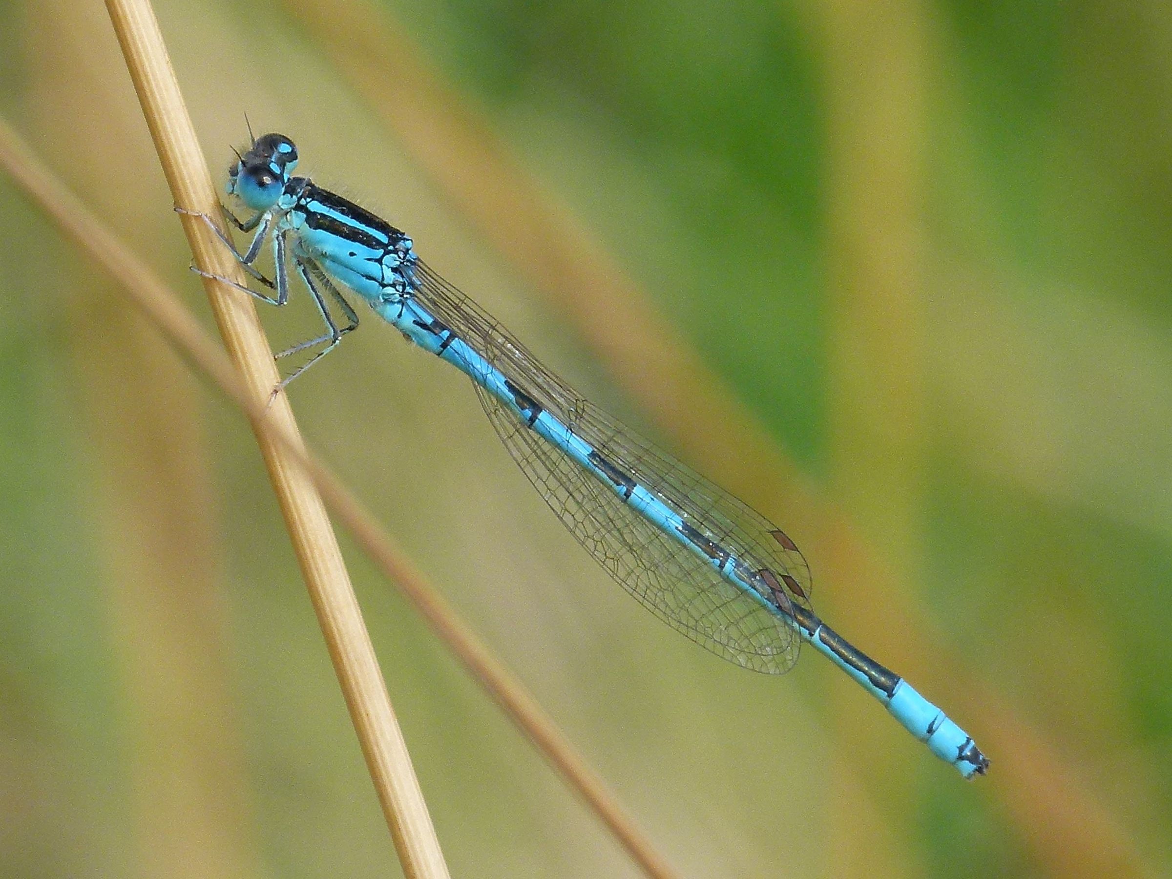 Männchen der Gabel-Azurjungfer (Foto: Günter Farka)